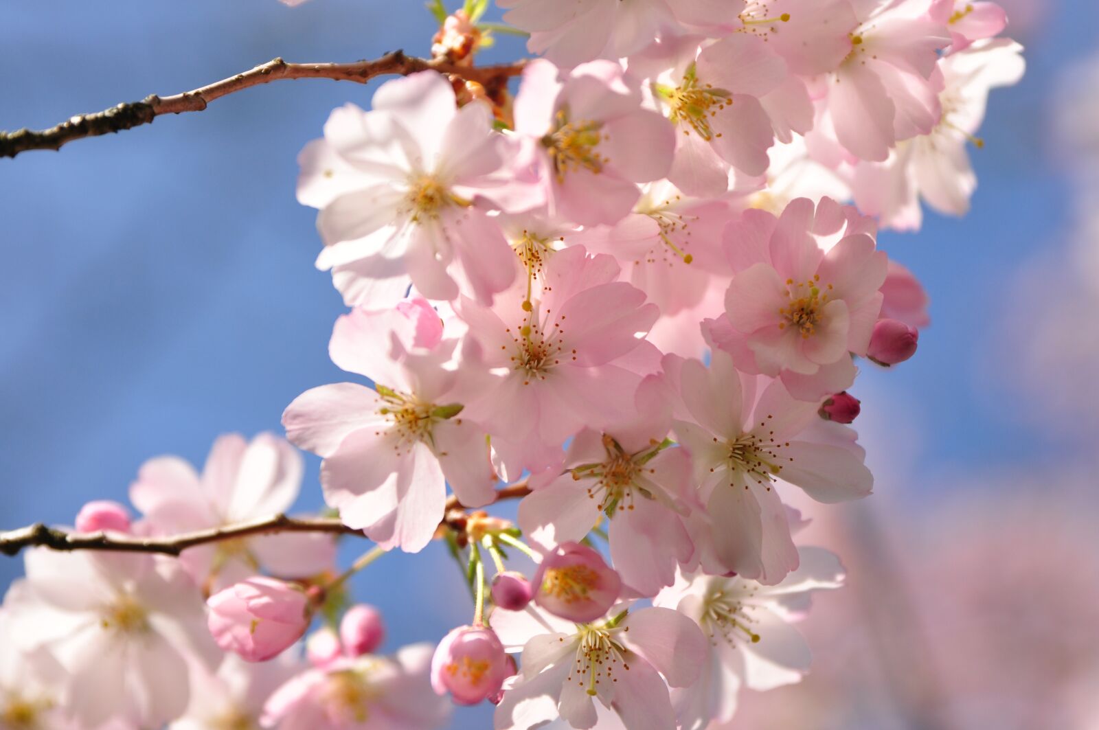 Nikon D90 sample photo. Spring, flowers, plant photography