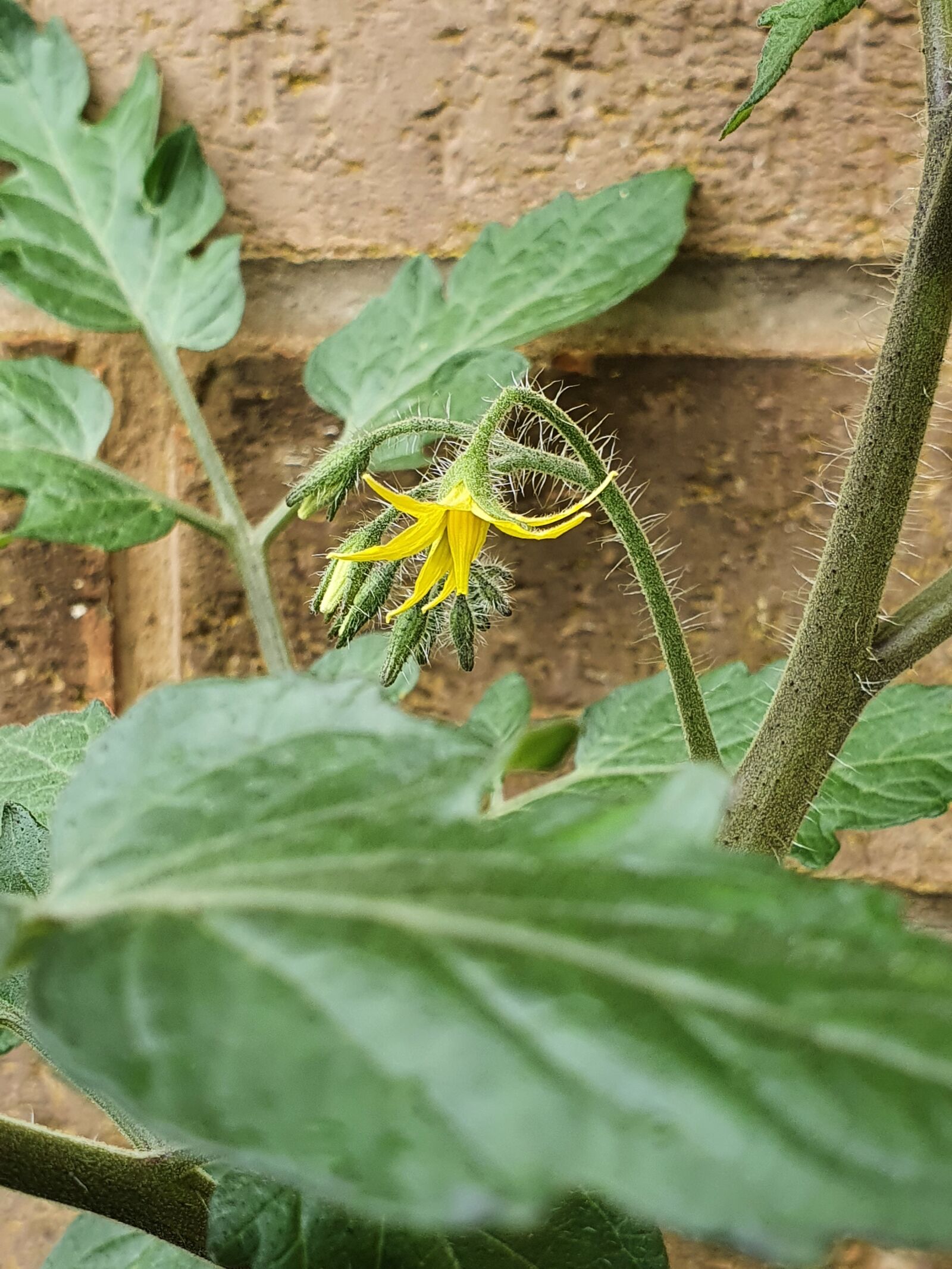Samsung Galaxy S10 sample photo. Tomatoes, bloom, plant photography