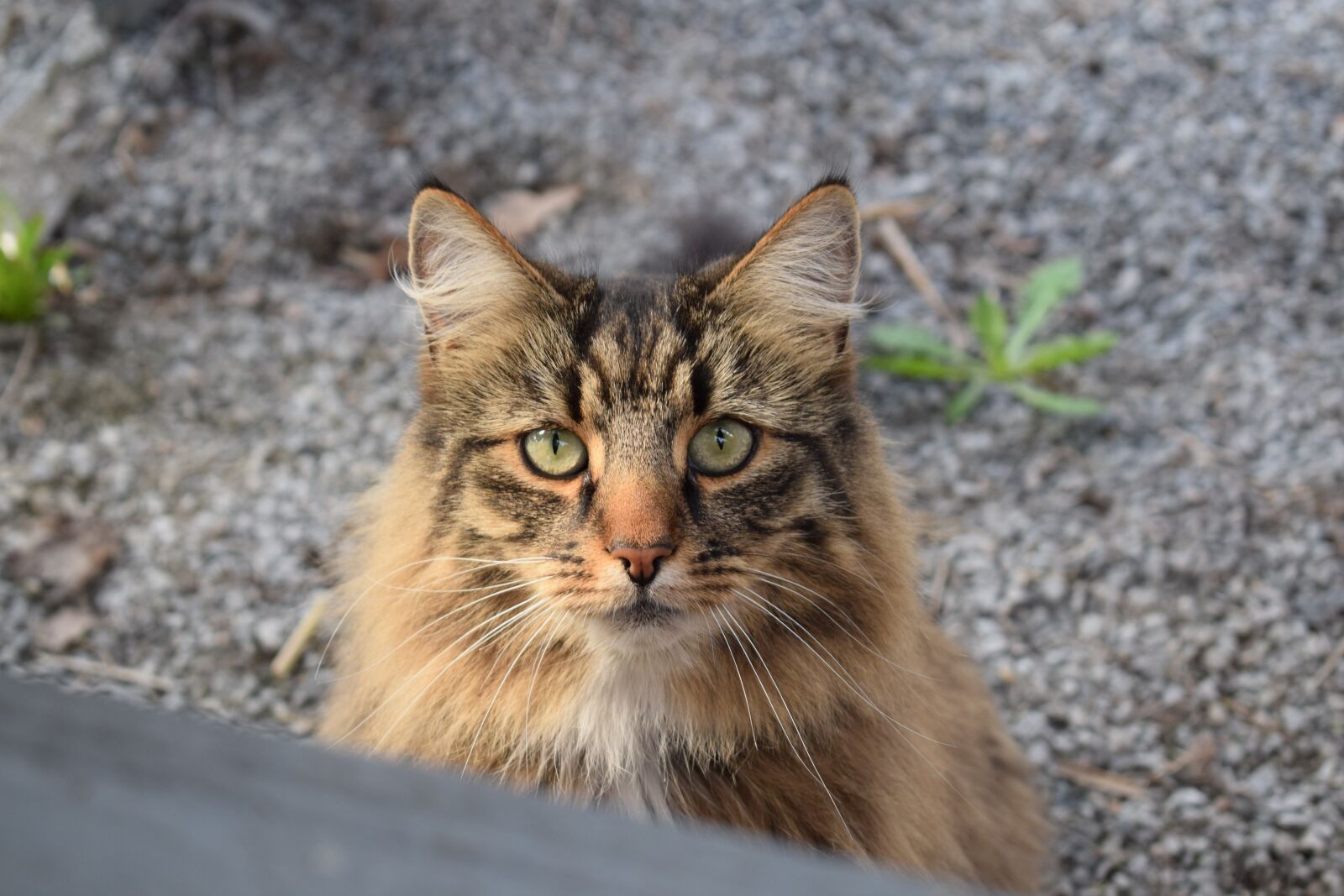 Nikon D3300 sample photo. Cat, animals, pets photography
