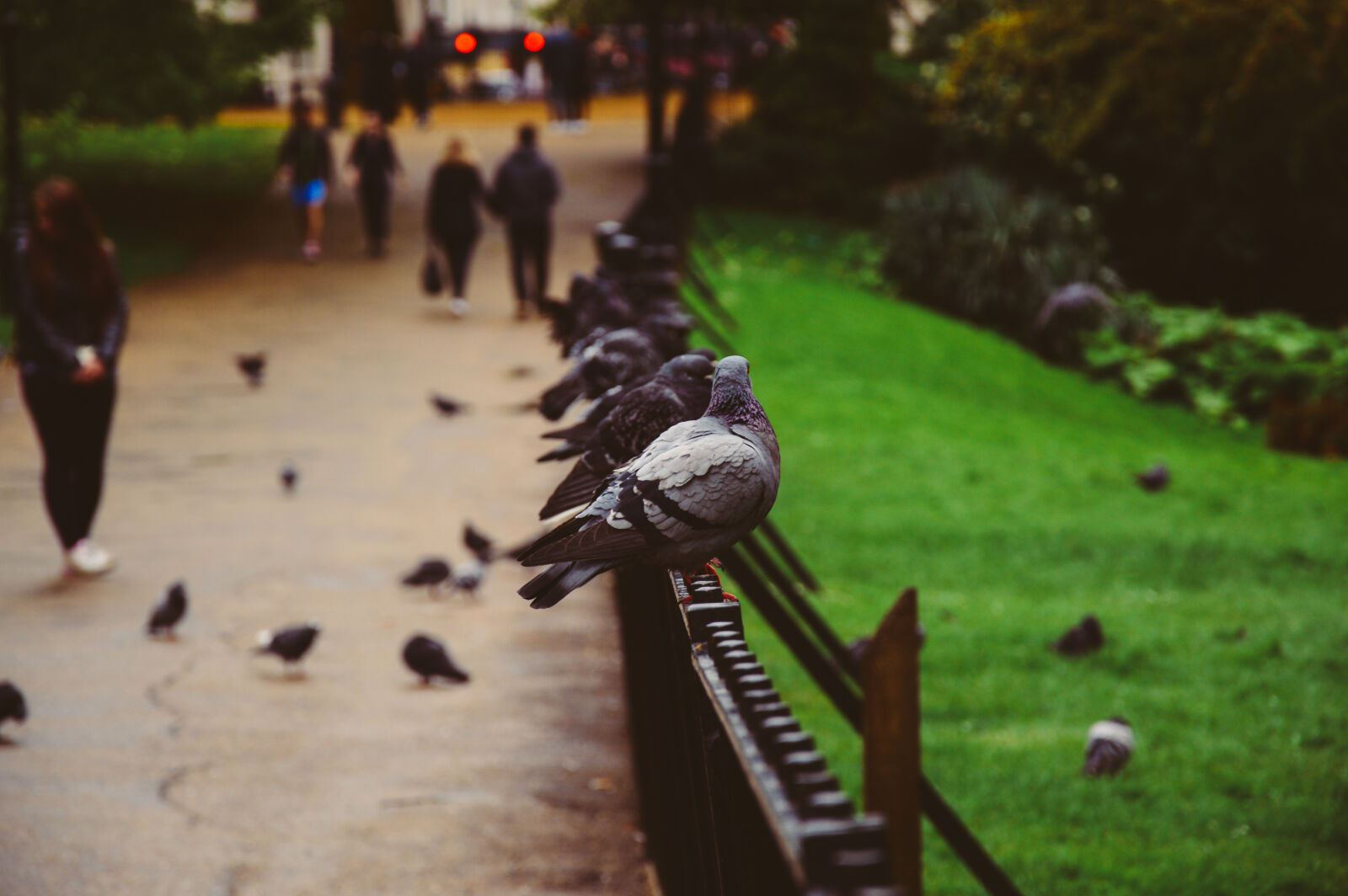 Nikon D3200 sample photo. Gray, bird, on, black photography