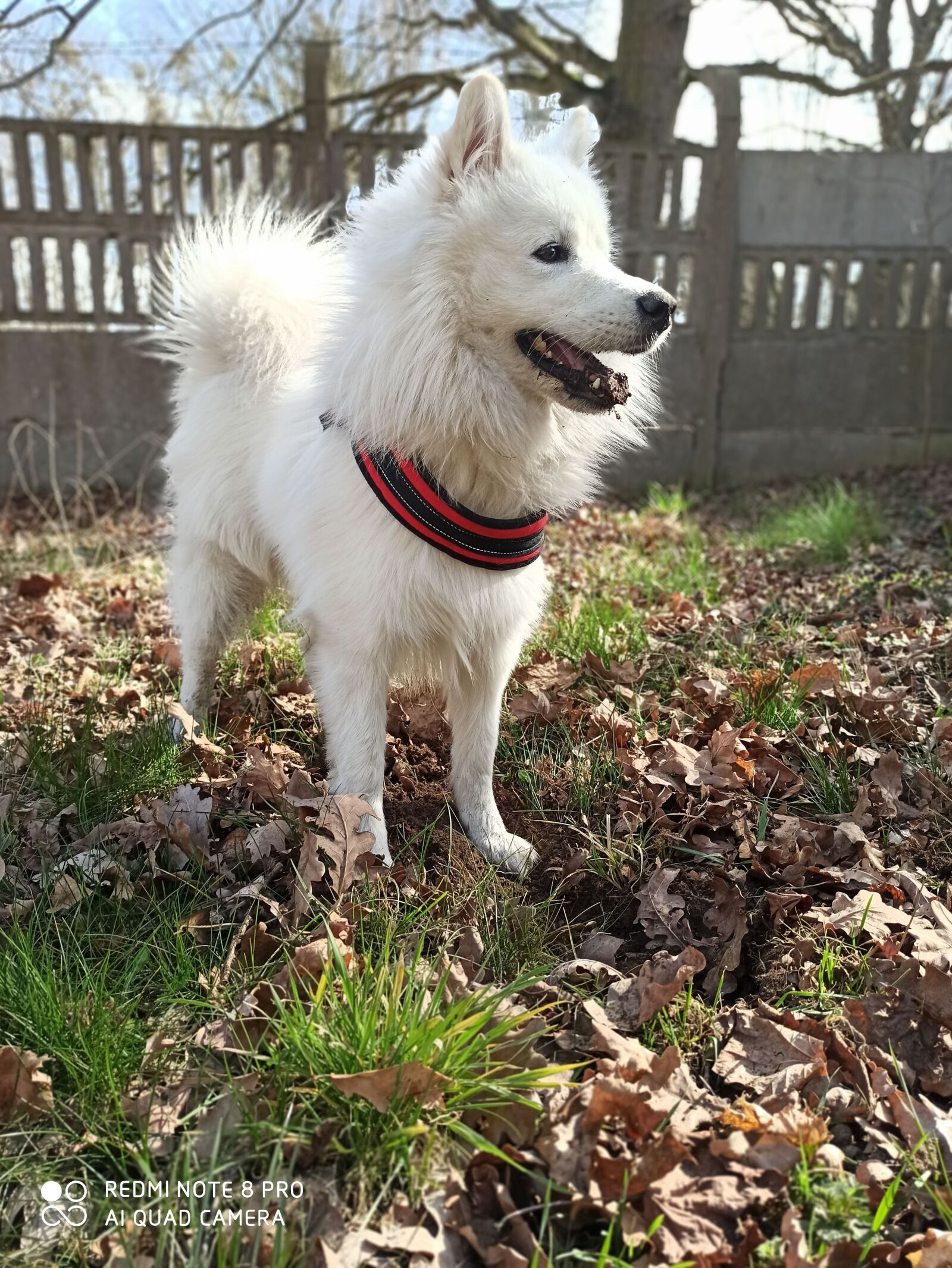 Xiaomi Redmi Note 8 Pro sample photo. Dog samoyed, the breed photography