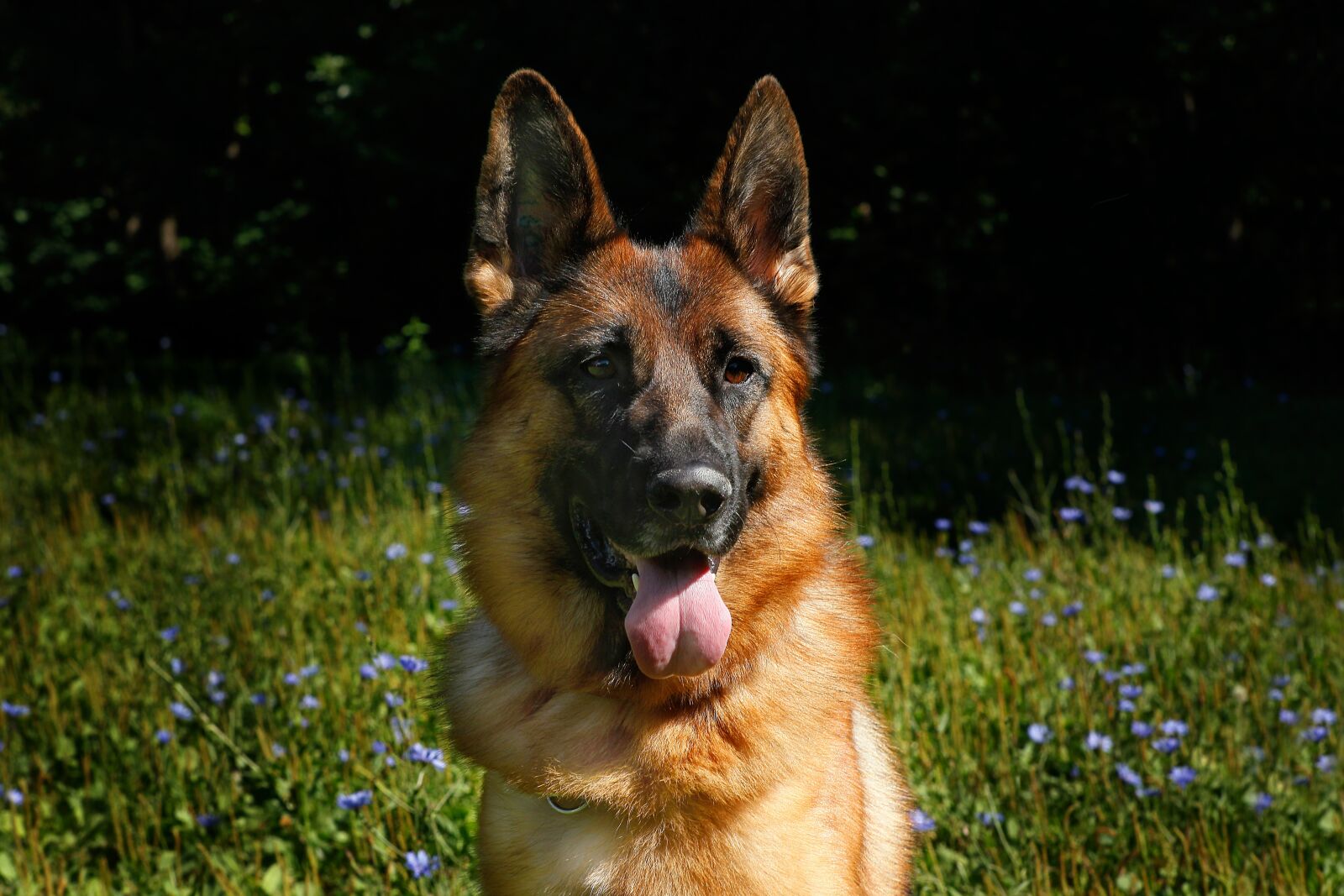 Canon EOS 5D Mark II sample photo. Dog, german shepherd, man's photography