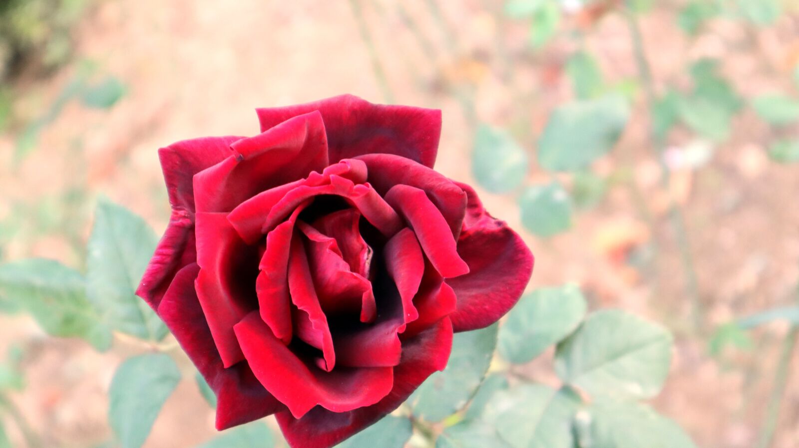Canon EF-M 15-45mm F3.5-6.3 IS STM sample photo. Red, rose, garden photography