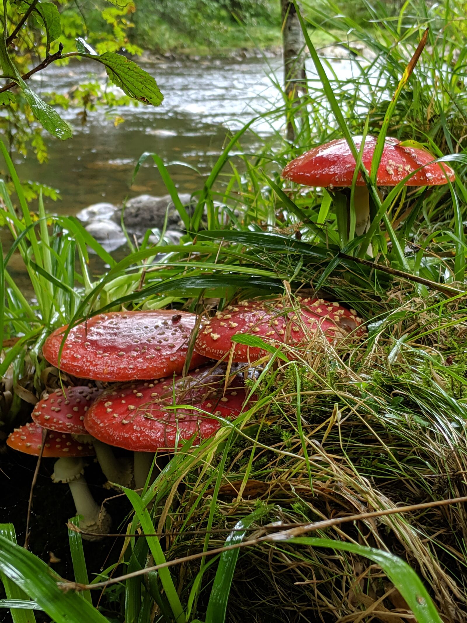 Google Pixel 3 sample photo. Plodda falls, scotland, mushrooms photography
