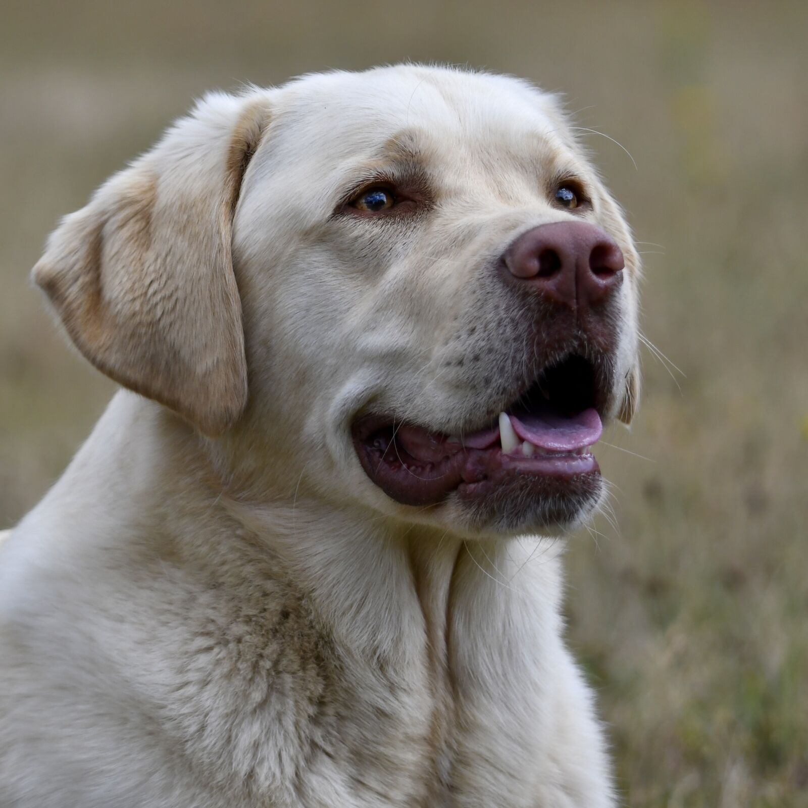 Nikon D500 sample photo. Labrador, retriever, dog photography