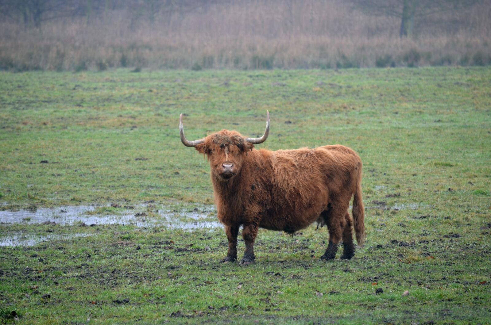 Nikon D5100 sample photo. Cattle, agriculture, mammal photography