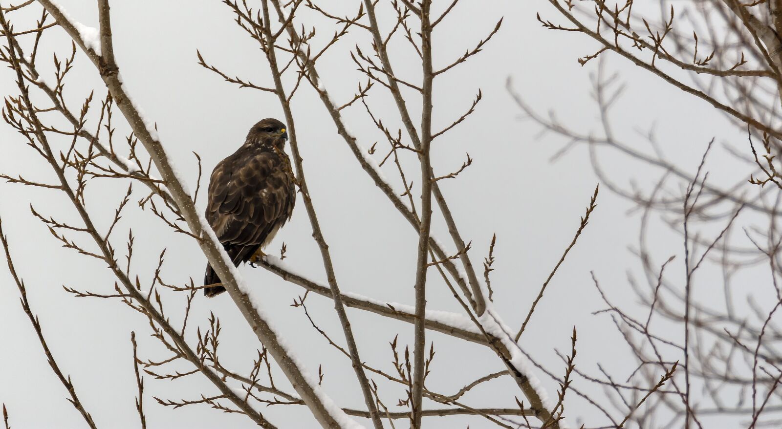Nikon D7200 sample photo. Bird, nature, wildlife photography