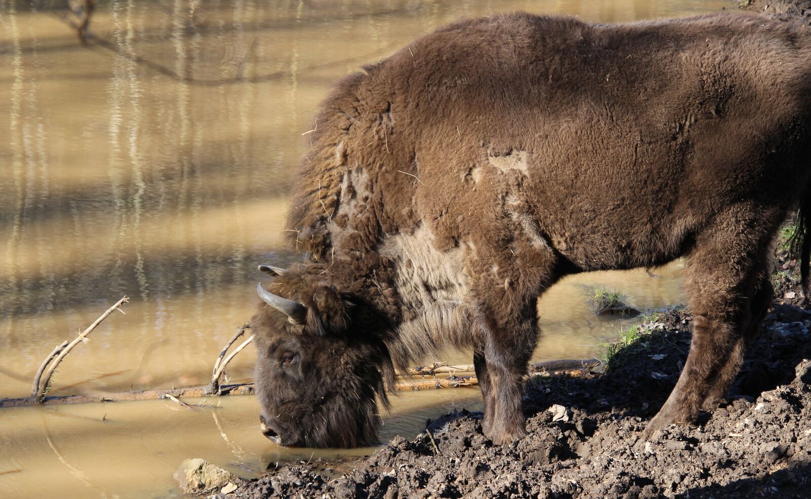 Canon EOS 700D (EOS Rebel T5i / EOS Kiss X7i) sample photo. Wisent, buffalo, animal photography