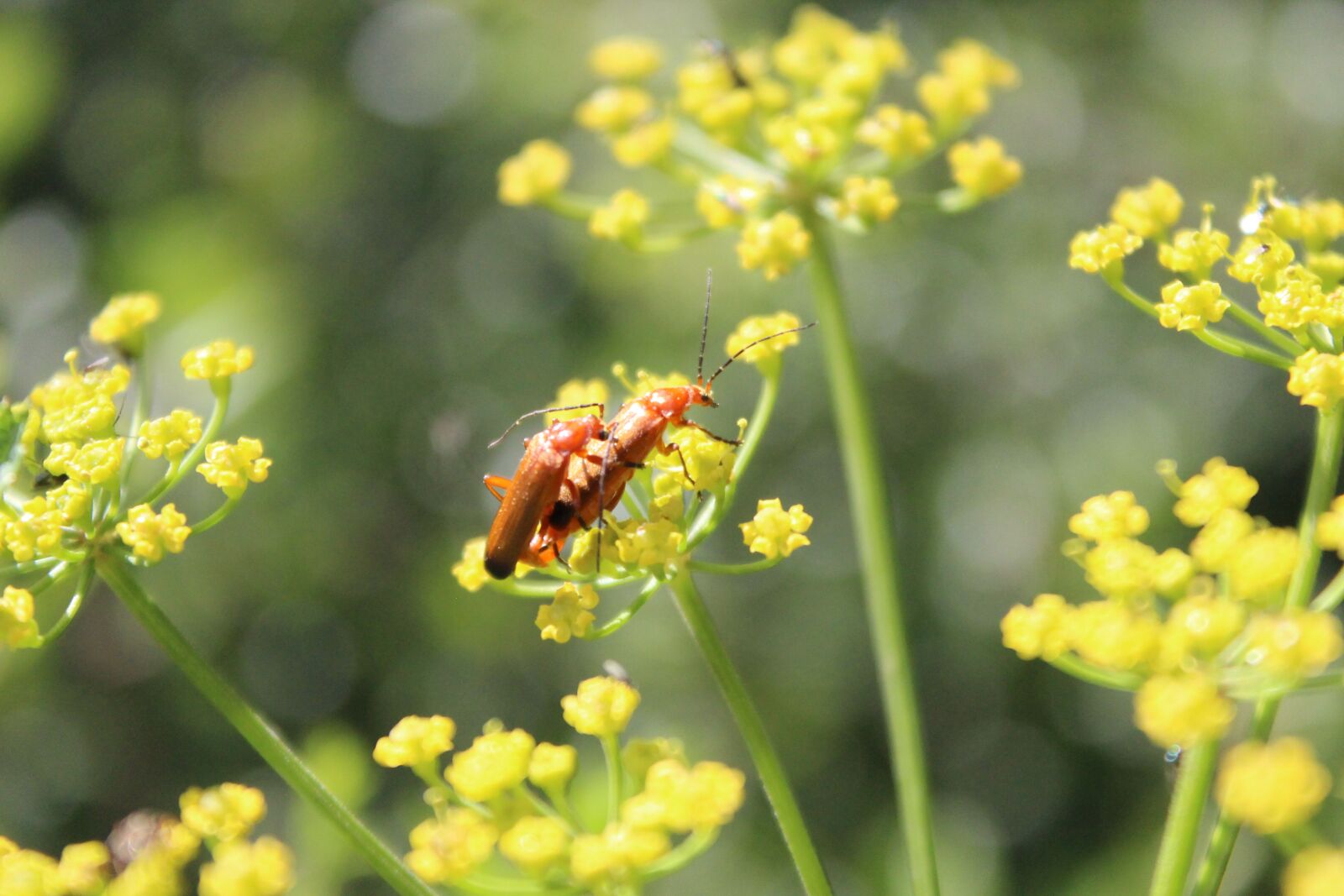 Canon EOS 600D (Rebel EOS T3i / EOS Kiss X5) sample photo. Beetle, red yellow weichk photography