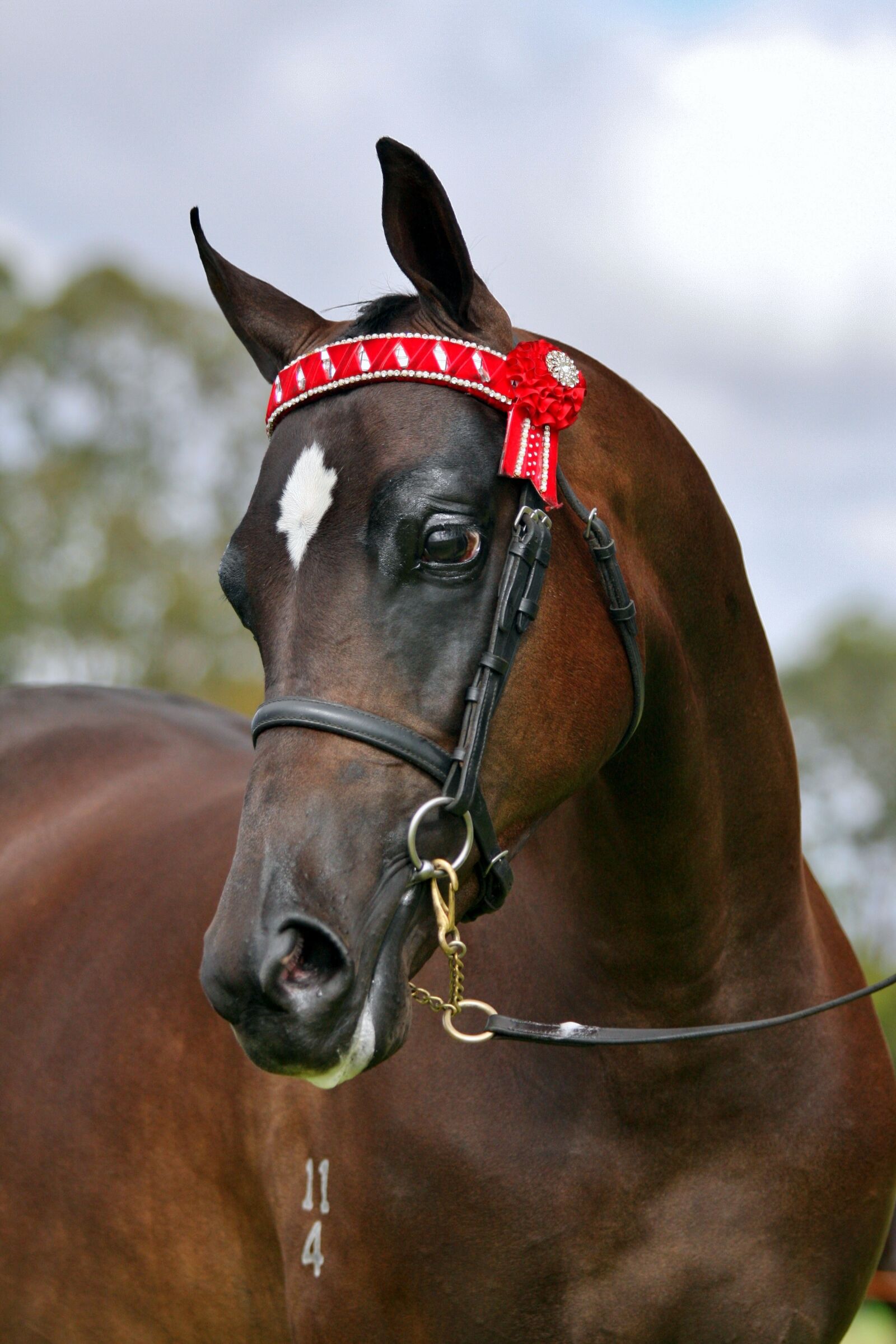 Canon EOS 40D sample photo. Horse, equine, animal photography