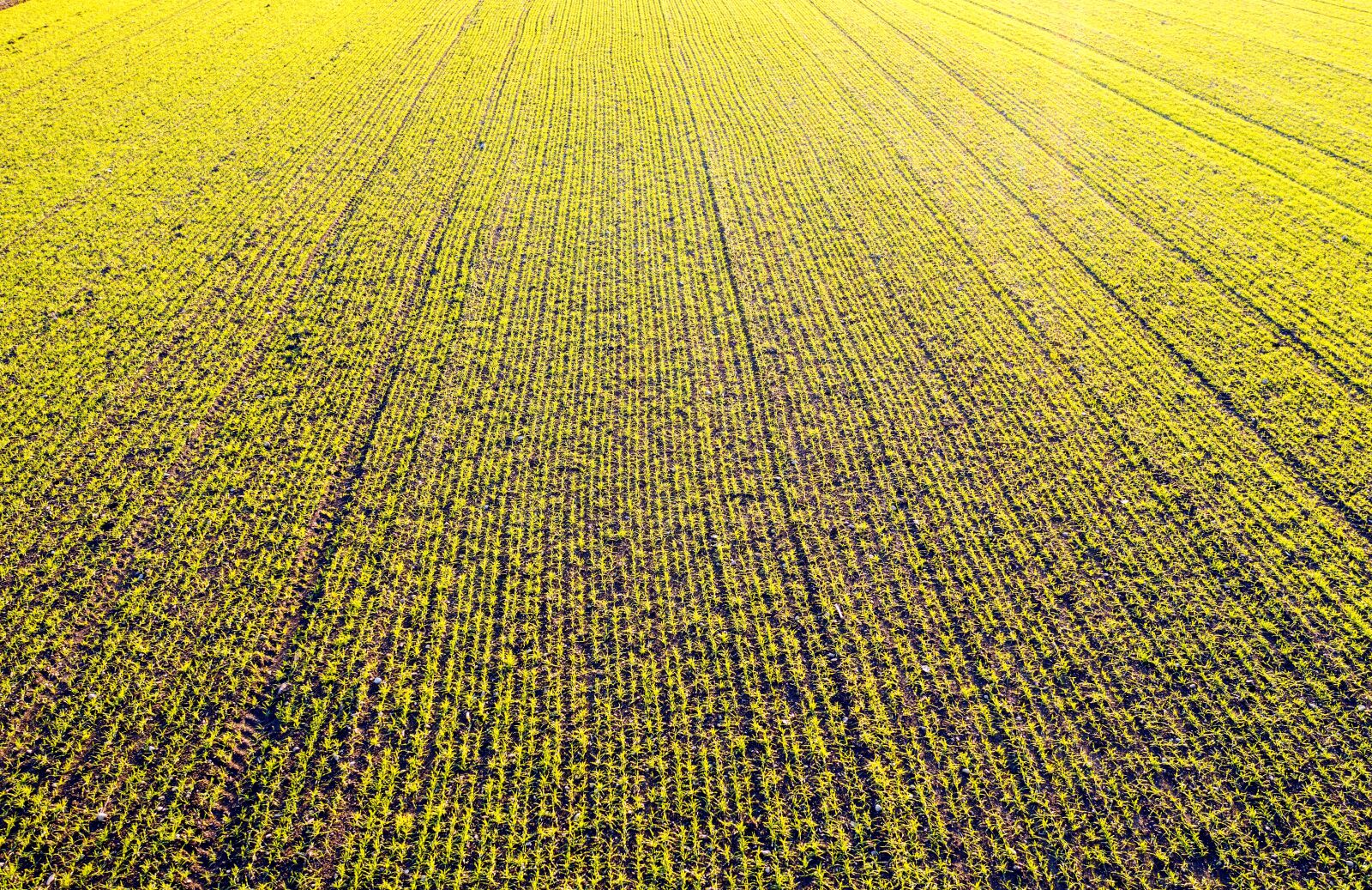 Hasselblad L1D-20c sample photo. Meadow, yellow, nature photography