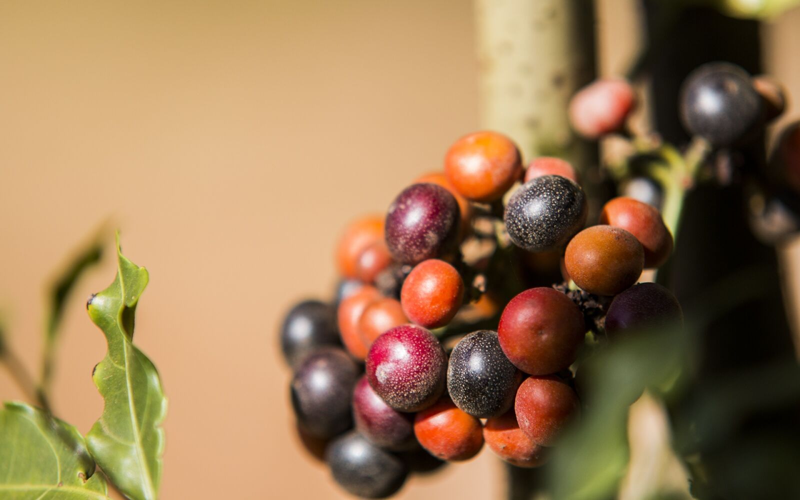 Canon EOS 70D sample photo. Fruit, cerrado, fruit of photography