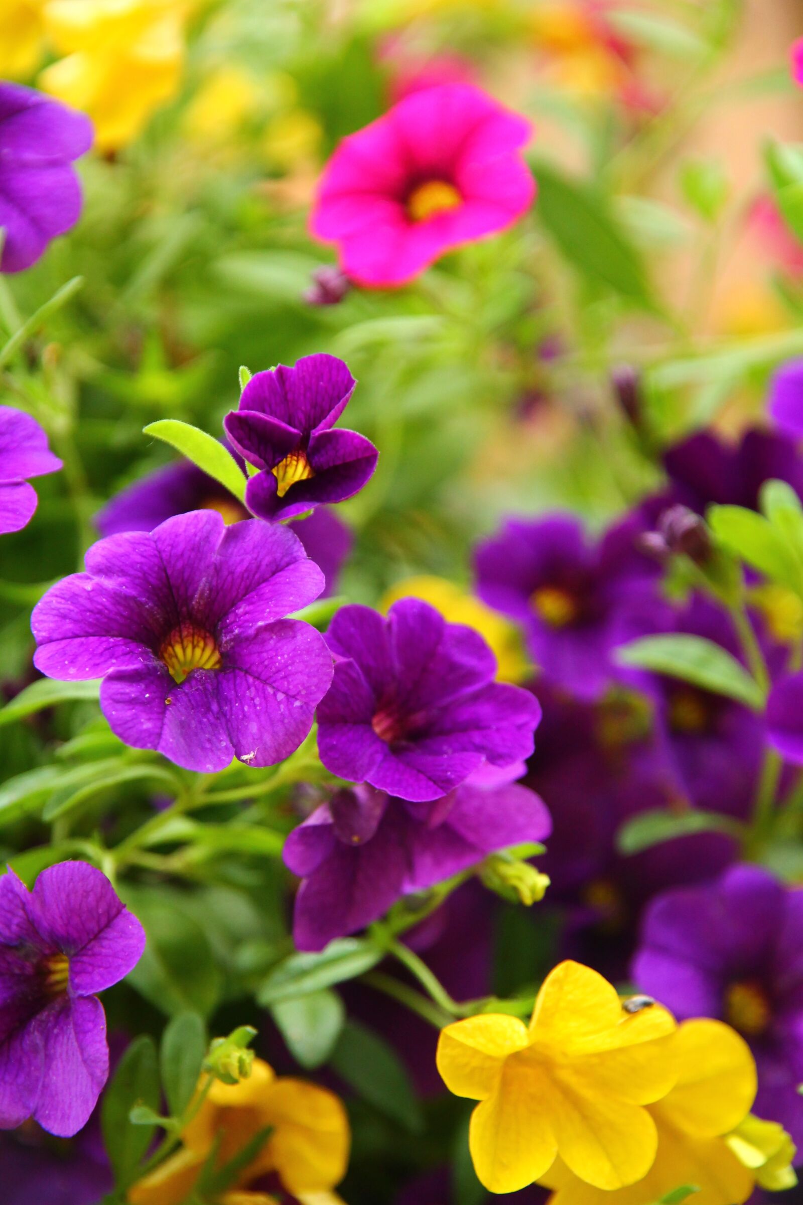 Canon EOS 1100D (EOS Rebel T3 / EOS Kiss X50) sample photo. Flowers, colorful, nature photography