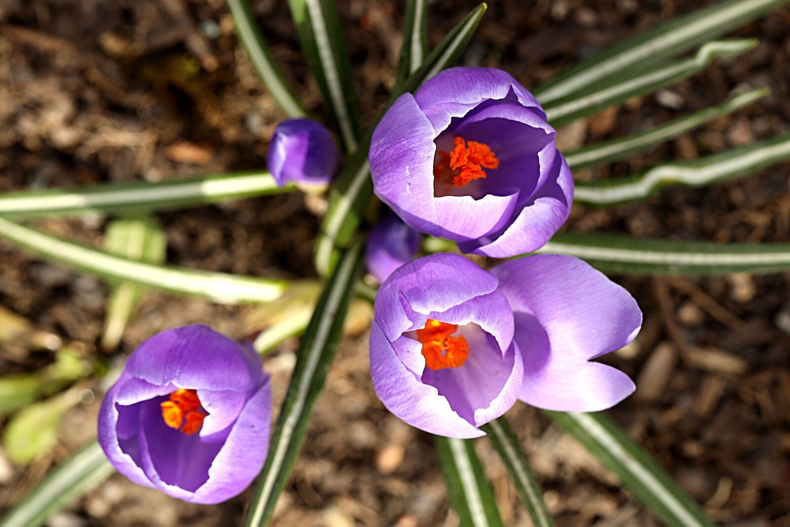 Canon EOS R sample photo. Crocus, spring, blossom photography