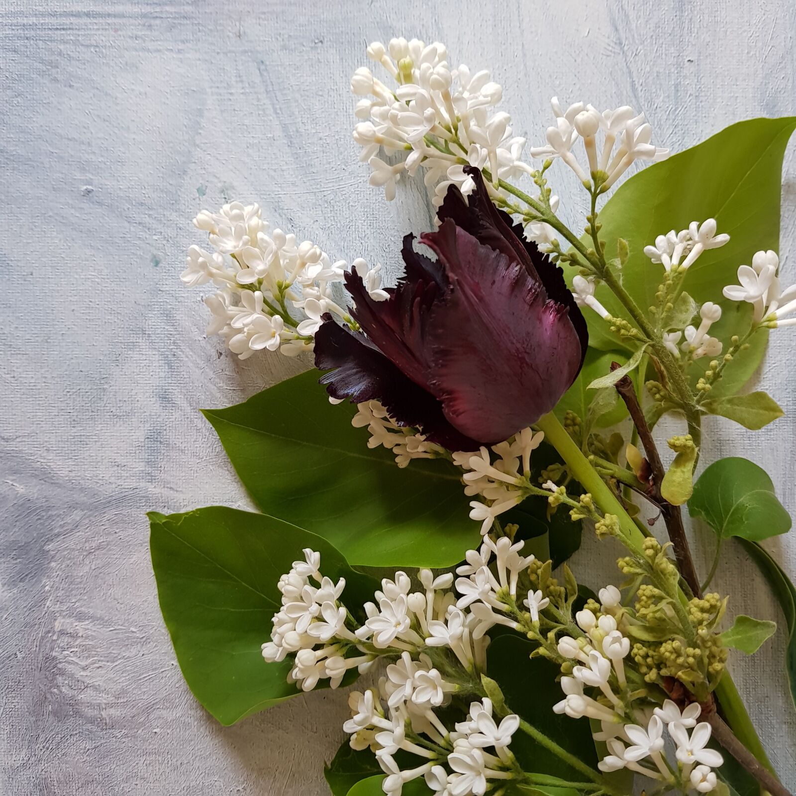 Samsung Galaxy S8+ sample photo. Spring, flowers, tulip photography