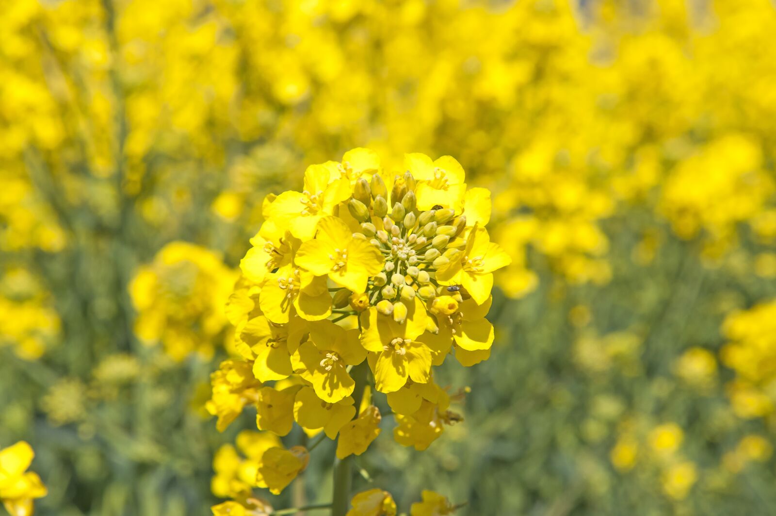 Nikon D300 sample photo. Canola, summer, field photography