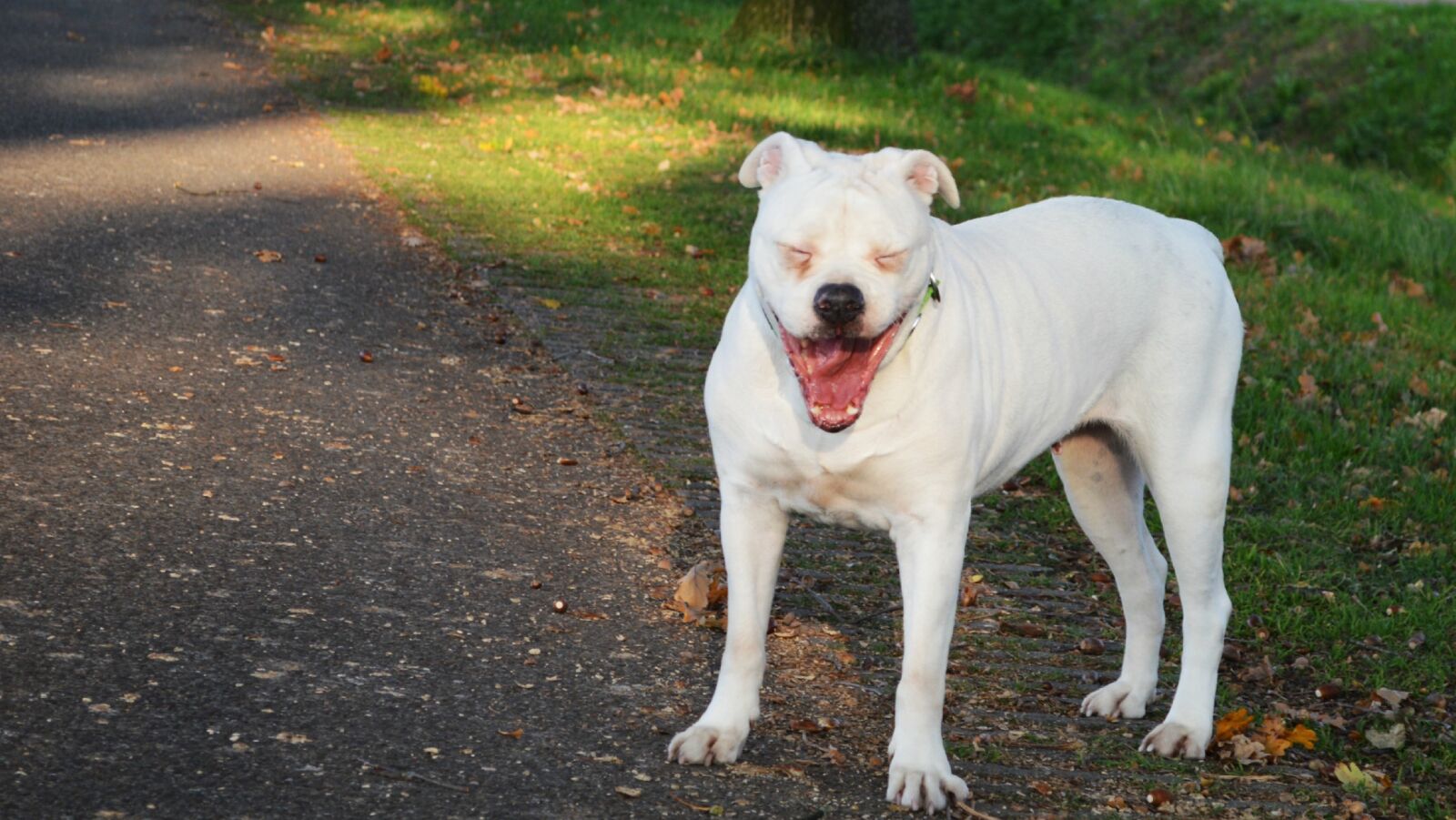 Nikon D3200 sample photo. Portrait, of, dog photography