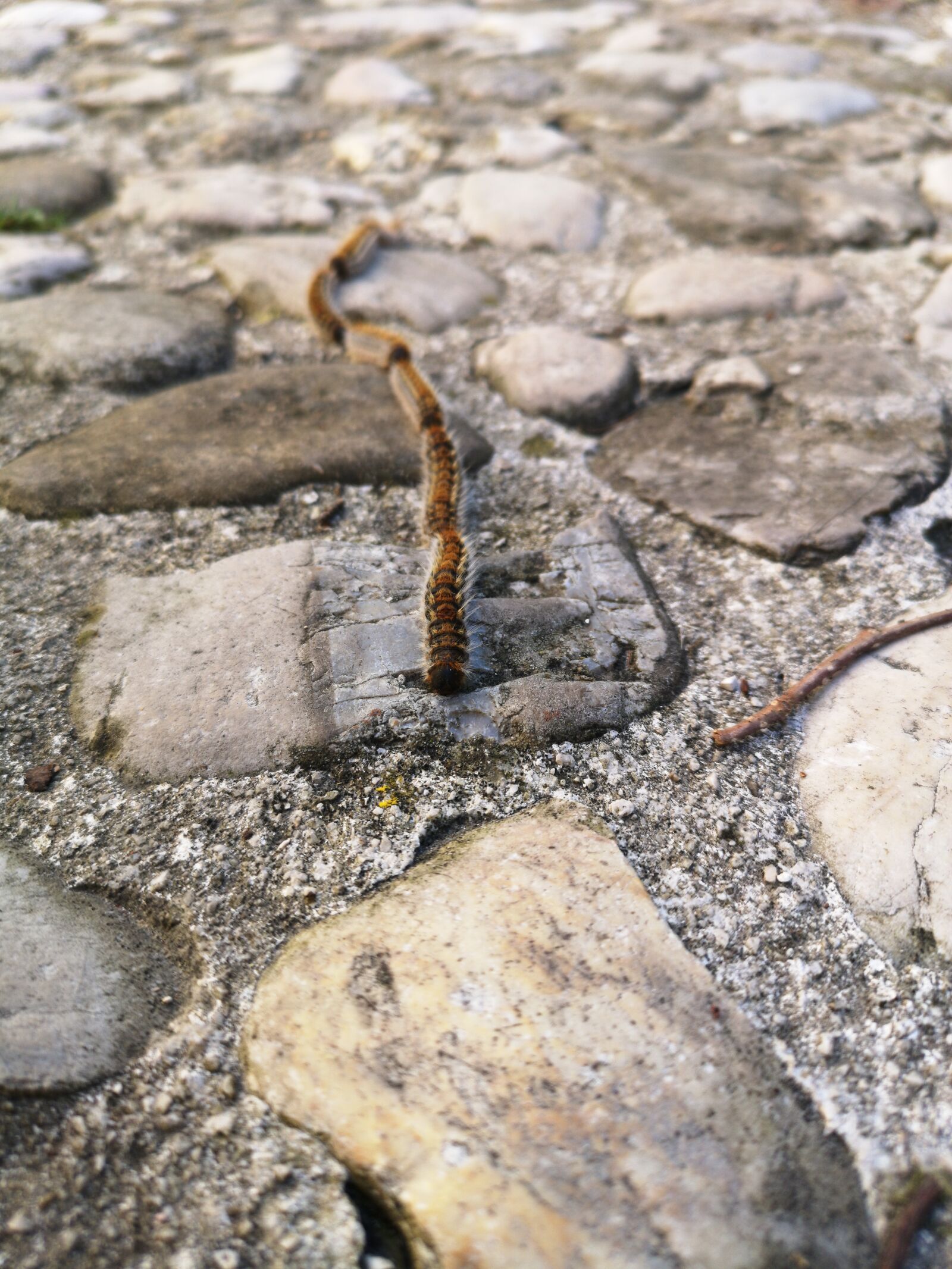 HUAWEI CLT-L09 sample photo. Bricks, worms, row photography
