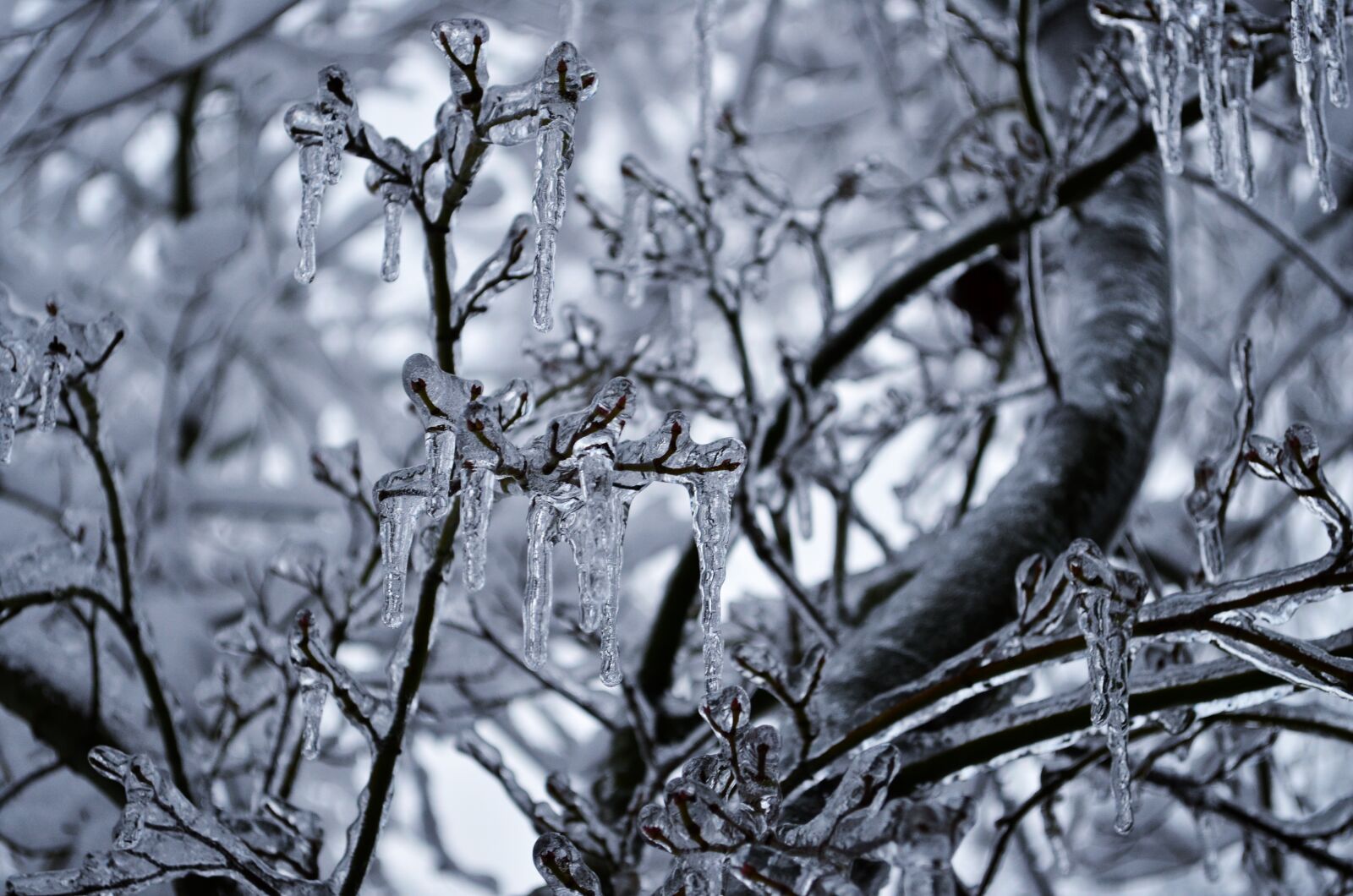 Nikon D5100 sample photo. Winter, ice, icicles photography