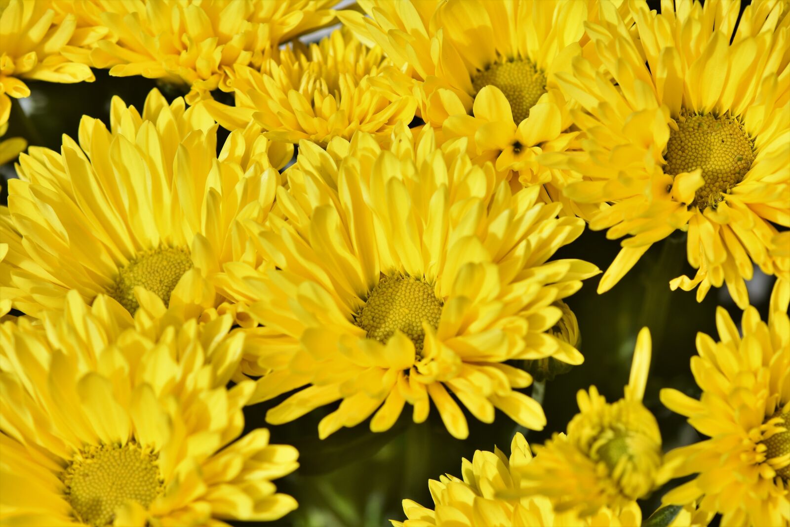Nikon D7200 sample photo. Herbstaster, aster, blossom photography