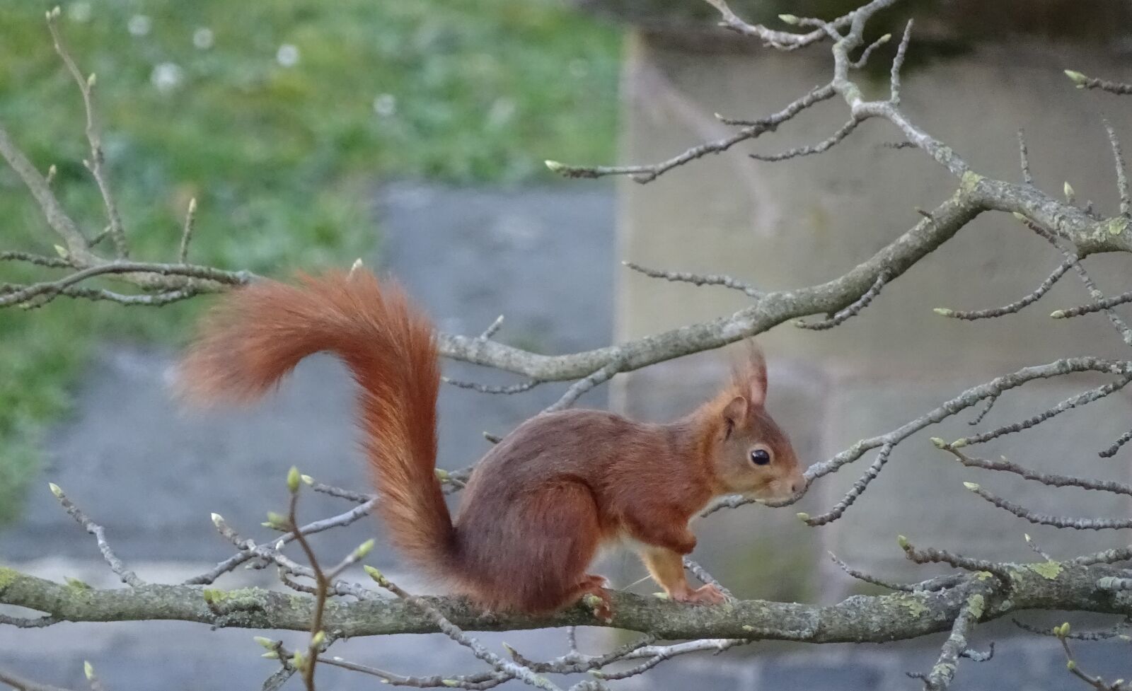 Sony Cyber-shot DSC-HX400V sample photo. Rodent, nager, squirrel photography