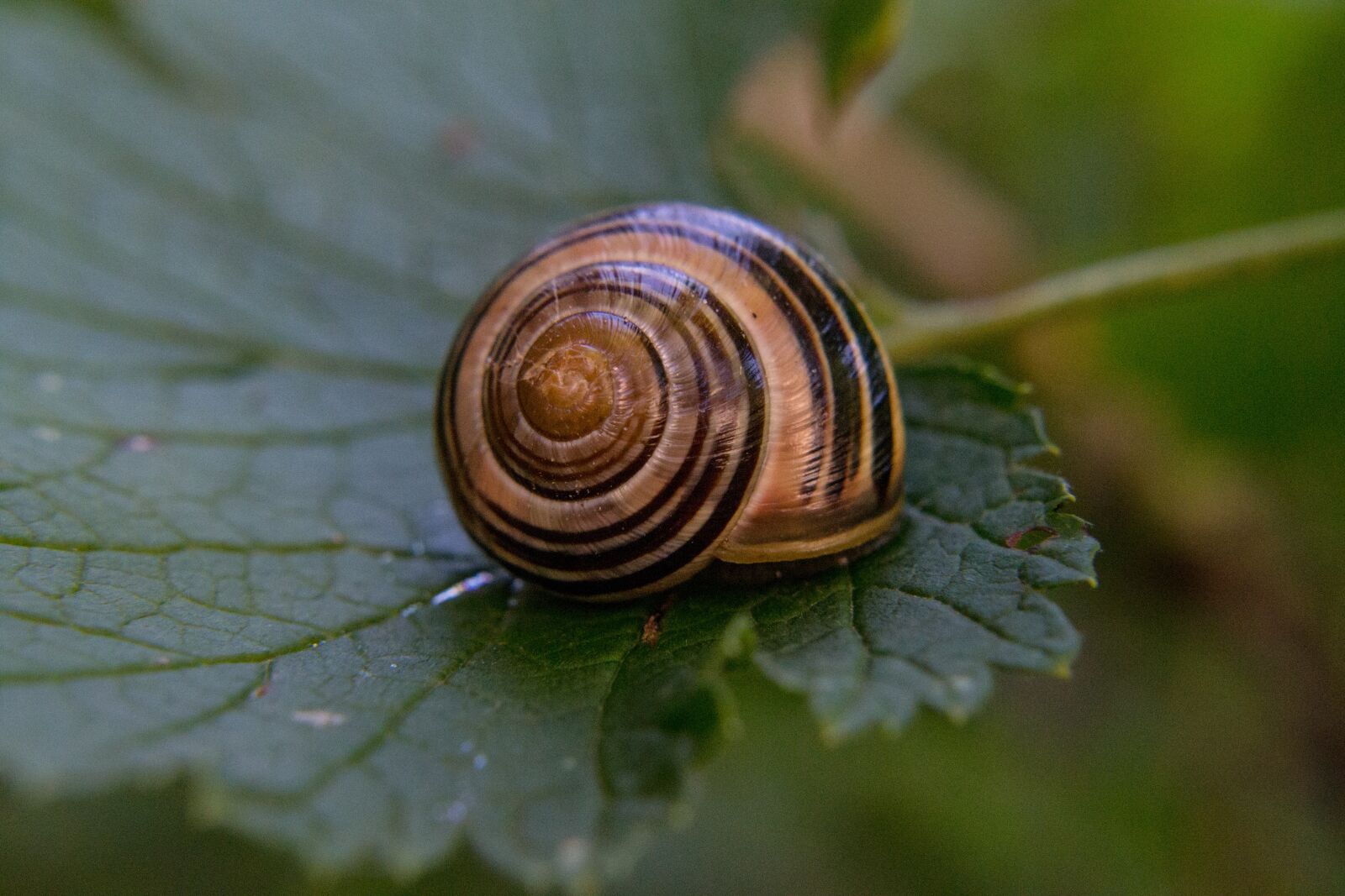Nikon D3100 sample photo. Shell, leaf, close up photography