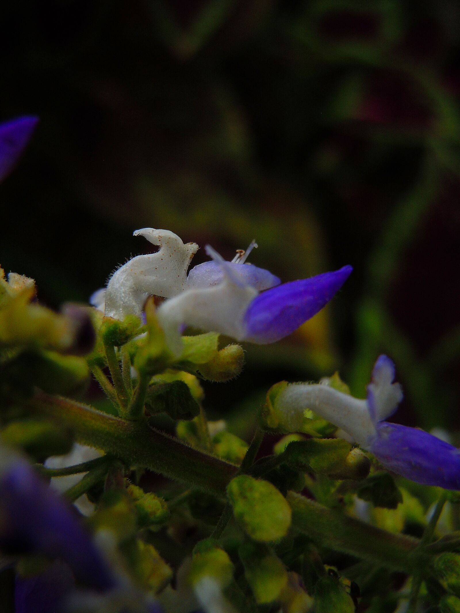 Nikon Coolpix S6000 sample photo