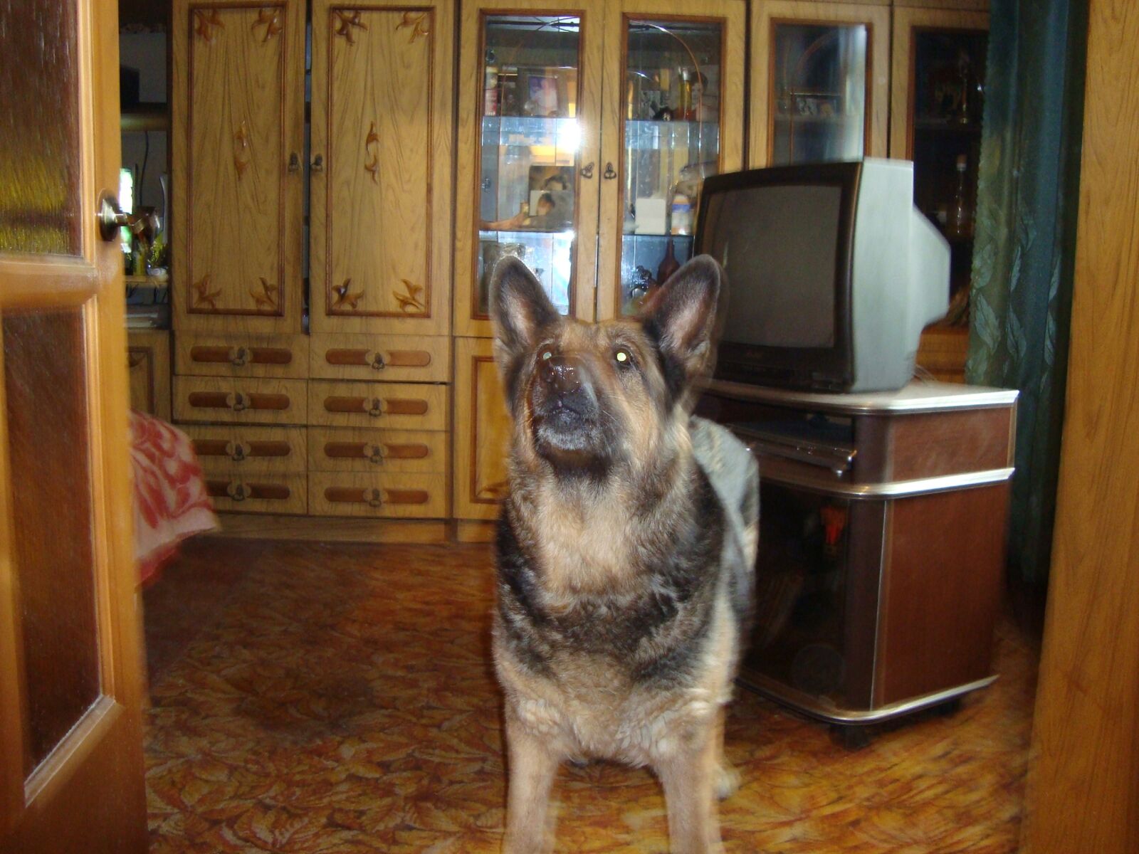Sony Cyber-shot DSC-W120 sample photo. Dog, shepherd, german photography