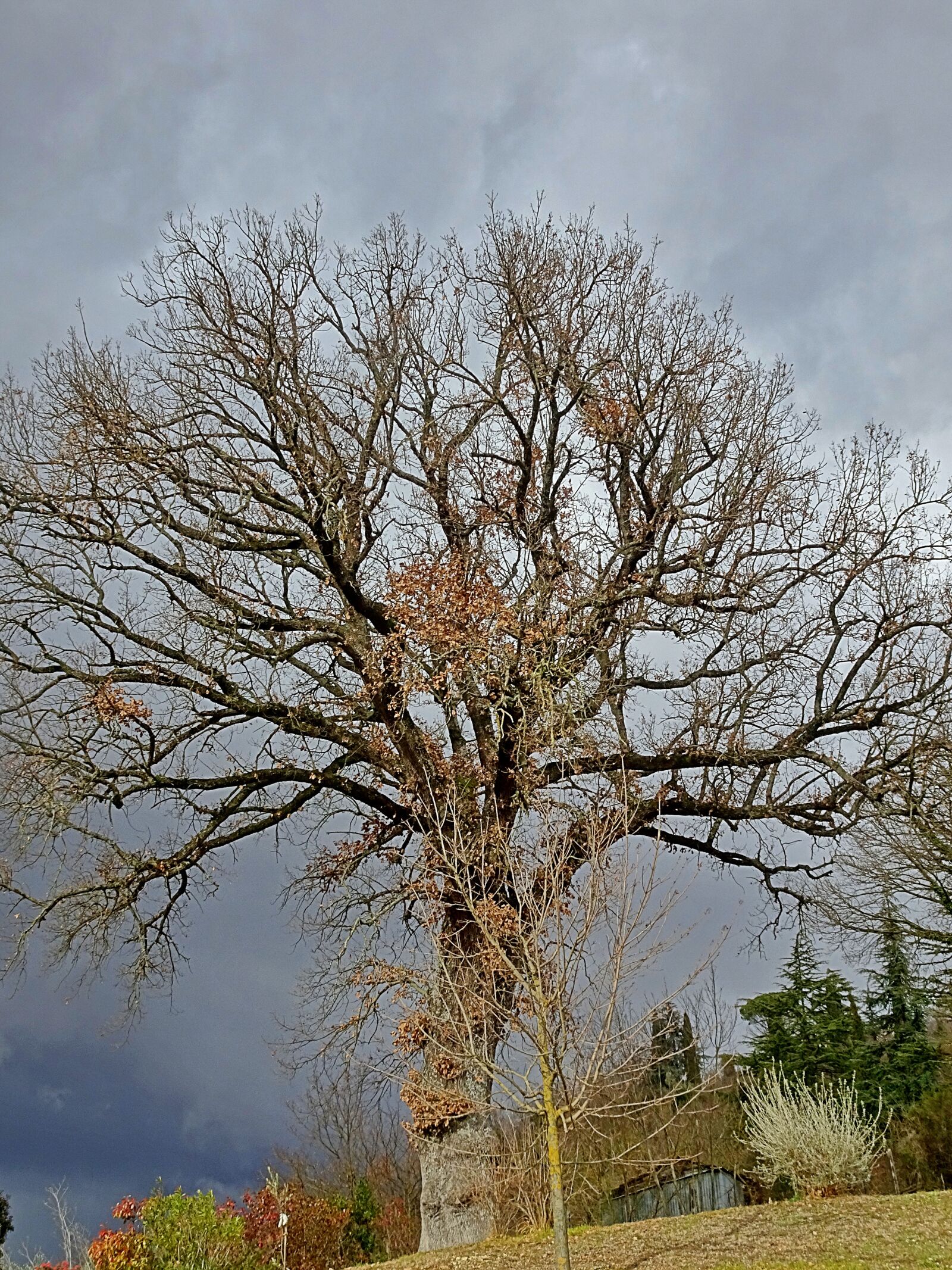 Sony Cyber-shot DSC-HX80 sample photo. Tree, nature, autumn photography
