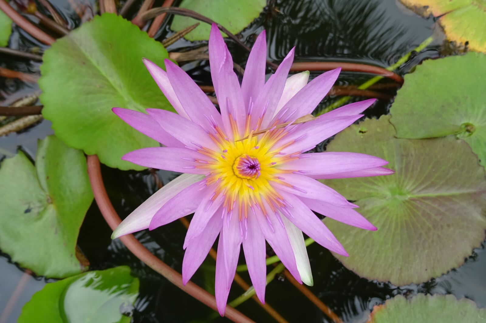 Sony DSC-HX60V sample photo. Lily, water lily, cape photography