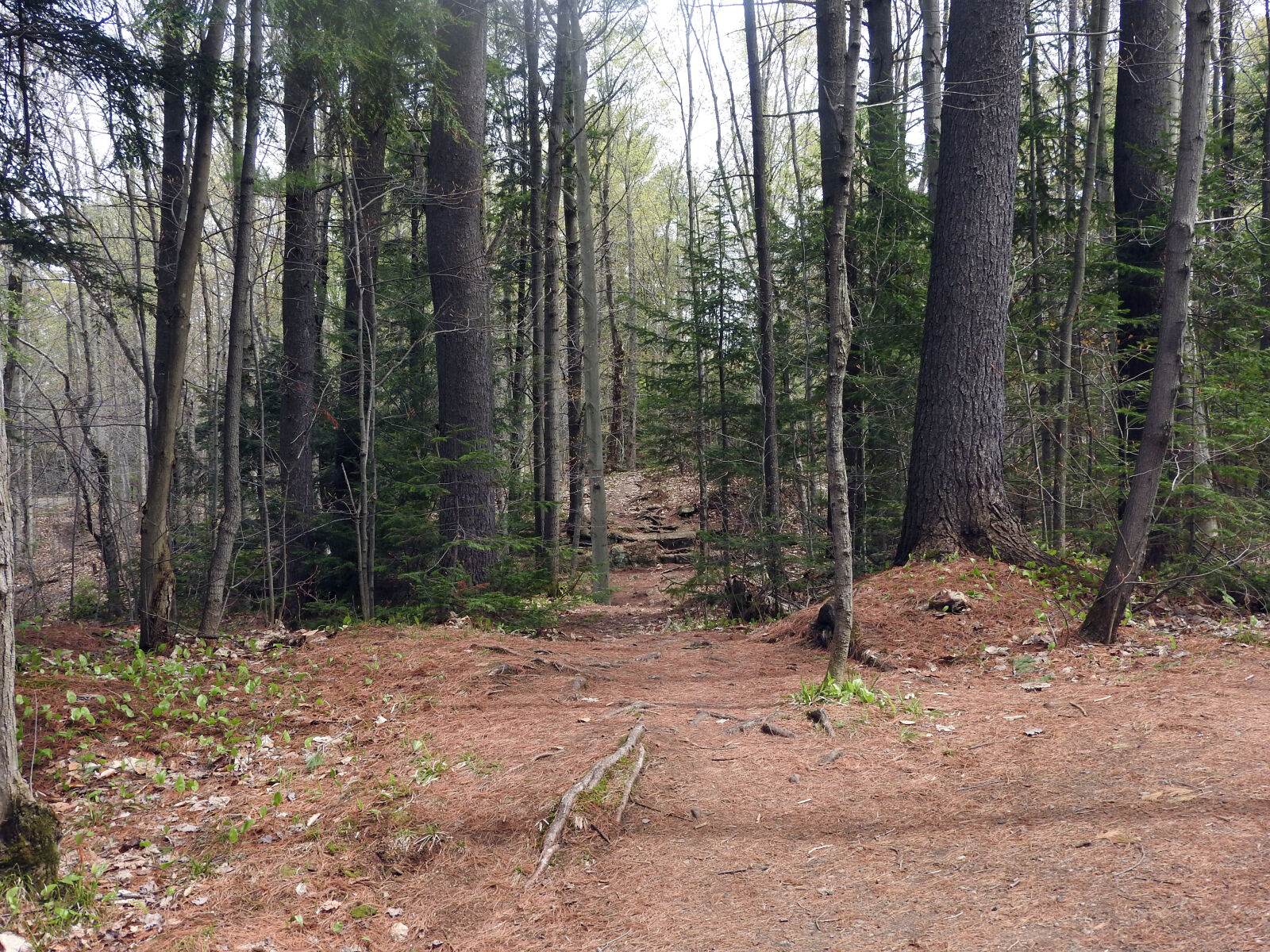 Nikon Coolpix P610 sample photo. Forest, shawinigan, trees photography