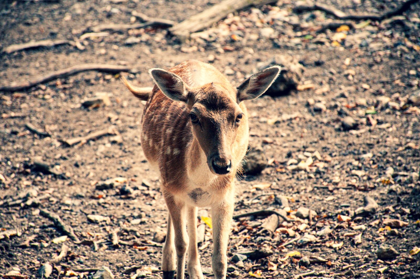 Nikon D90 sample photo. Roe deer, fawn, head photography