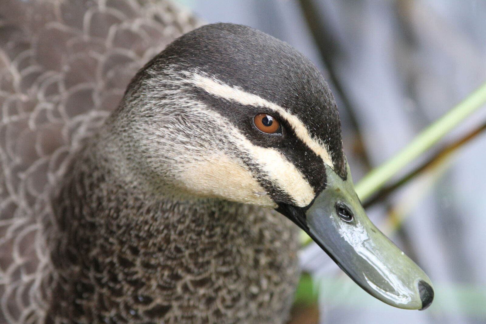 Canon EOS 7D sample photo. Animal, bird, duck photography