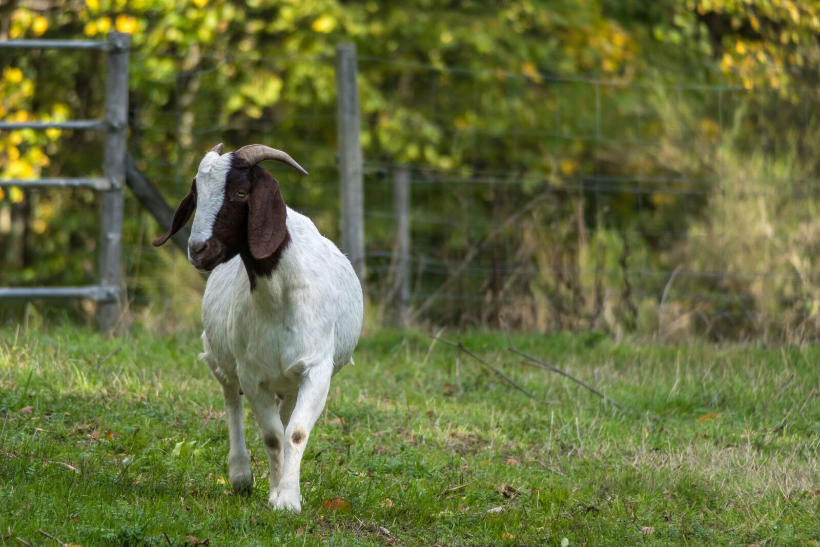 Canon PowerShot G3 X sample photo. Goat, pasture, view photography