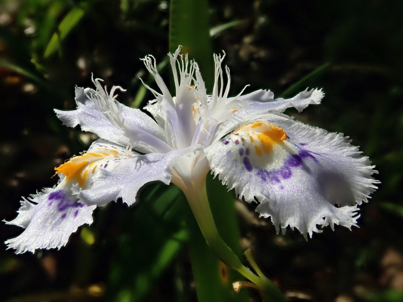 Olympus TG-5 sample photo. Flower, macro, blossom photography
