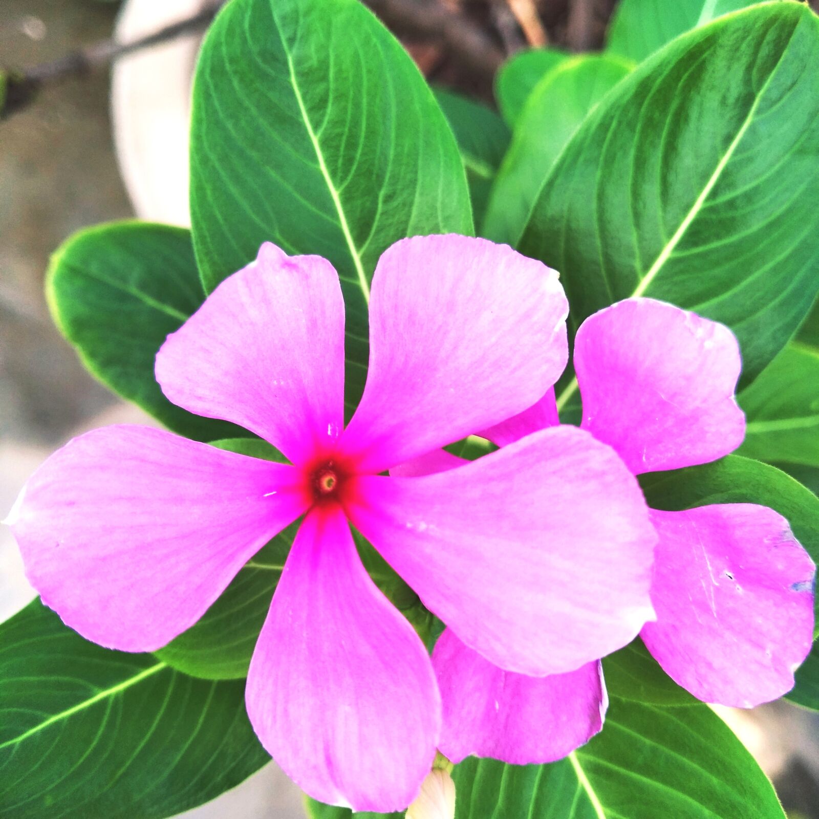 Xiaomi Redmi 7A sample photo. Catharanthus roseus, vinca, flower photography