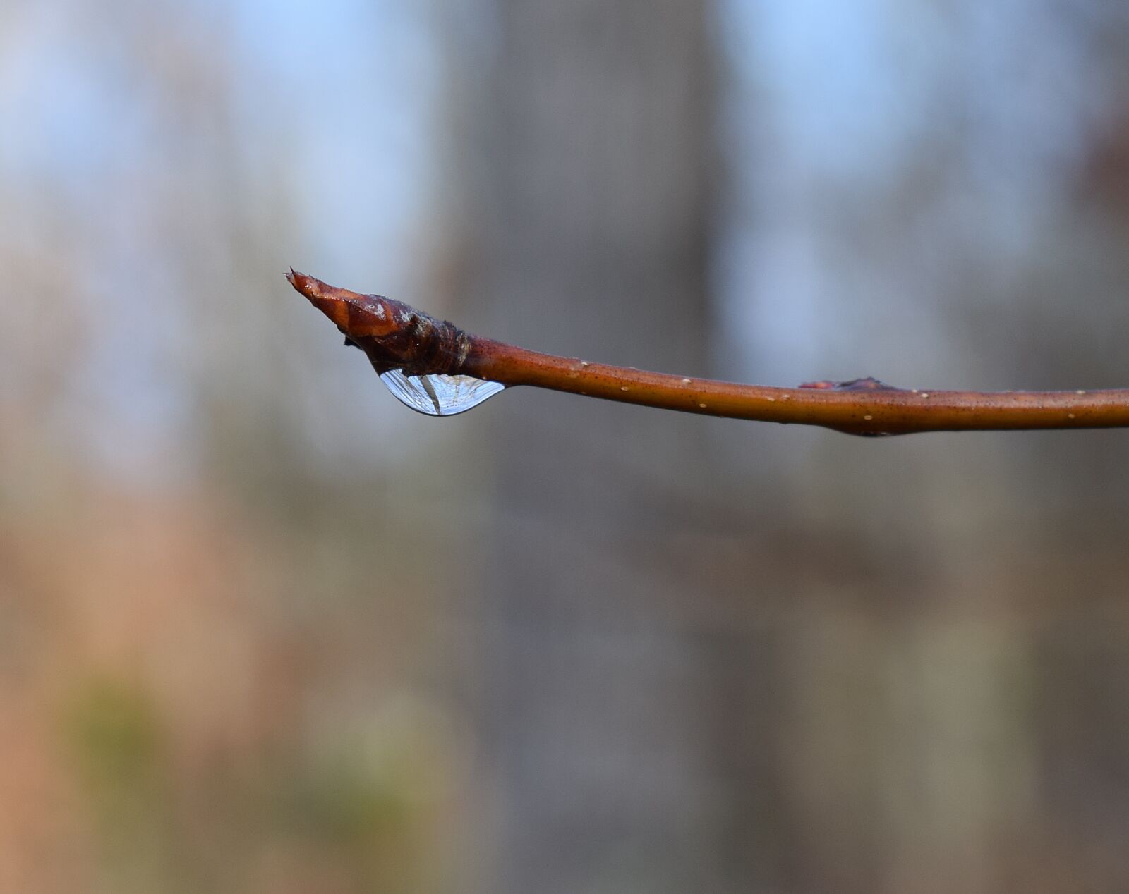 Nikon D3300 sample photo. Raindrops on branch, rain photography