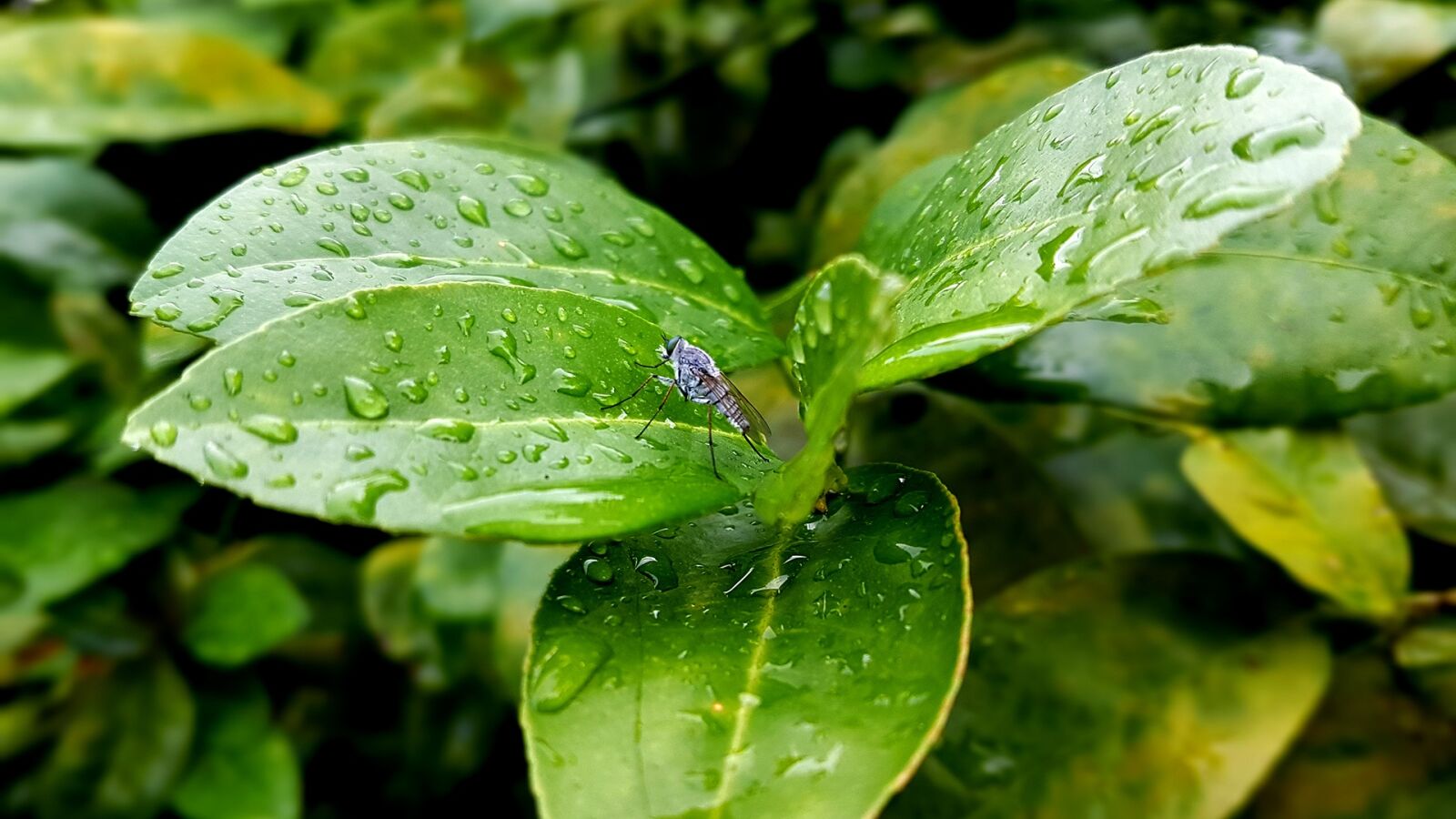 Samsung Galaxy S7 sample photo. Green, leaf, green leaves photography