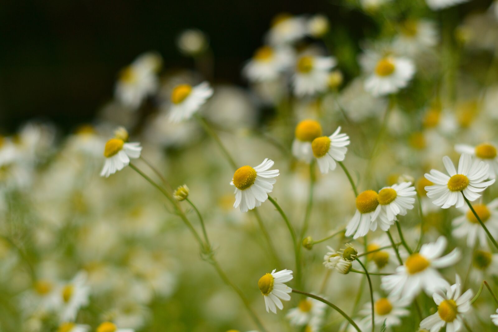 Nikon D3100 sample photo. Chamomile, herbs, meadow photography