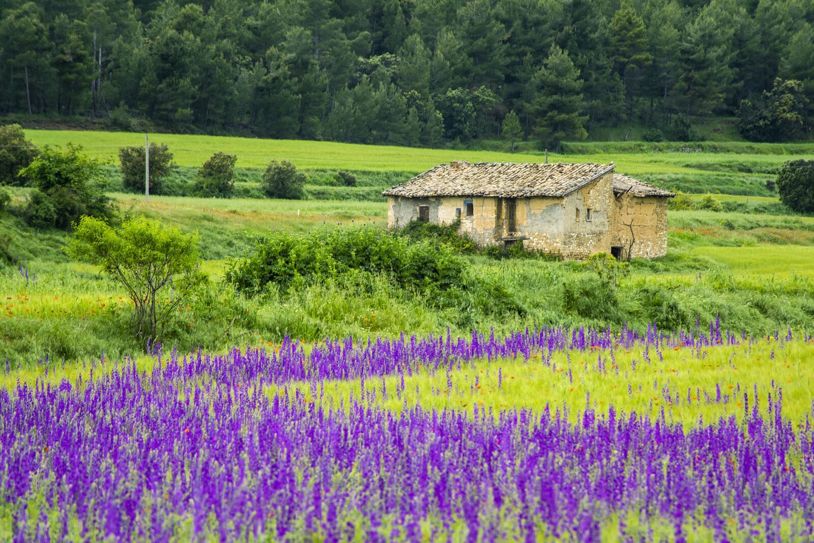 Nikon D810 sample photo. Field, flowers, violet photography