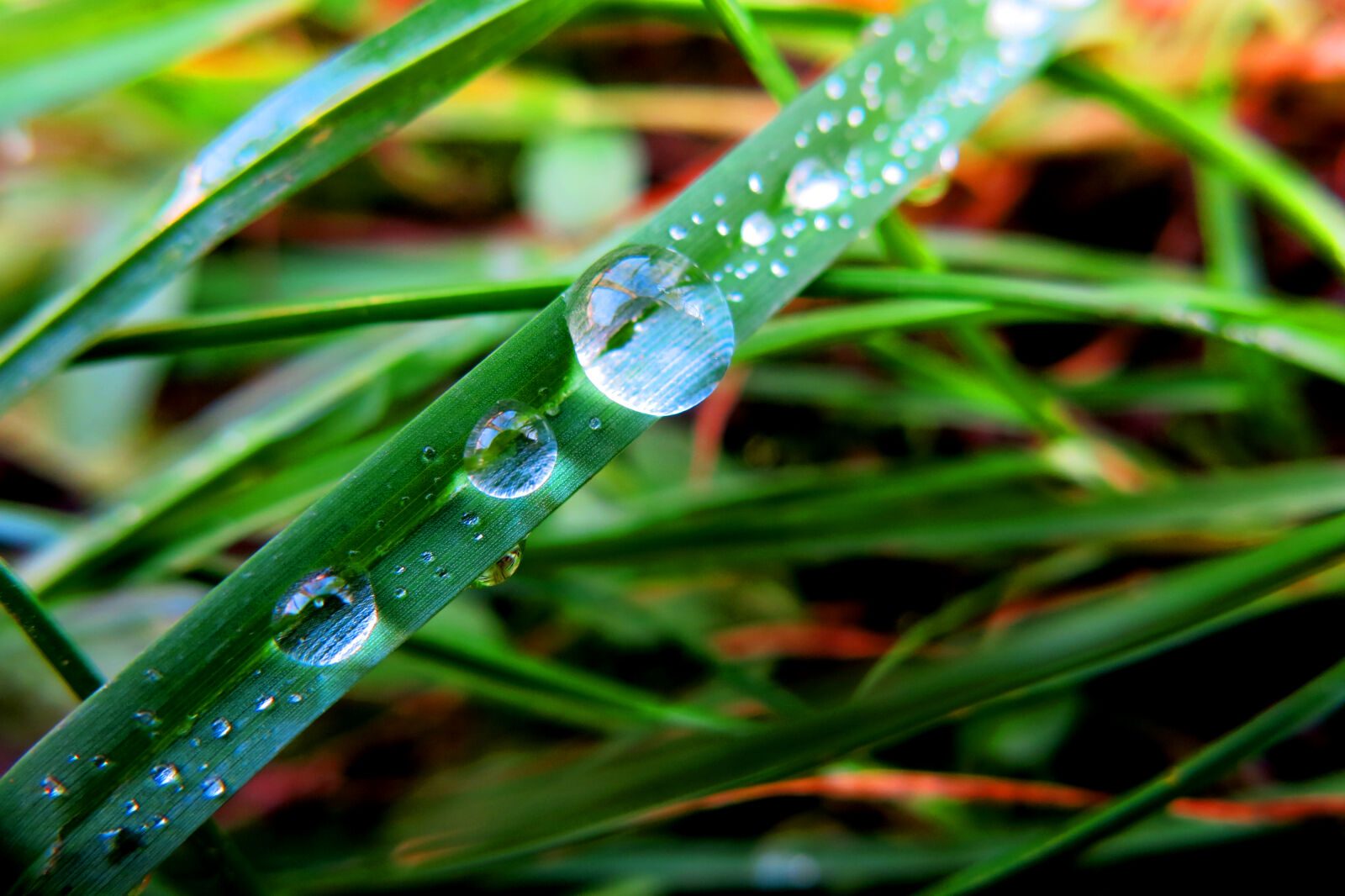 Canon PowerShot G15 sample photo. Close, up, of, dew photography