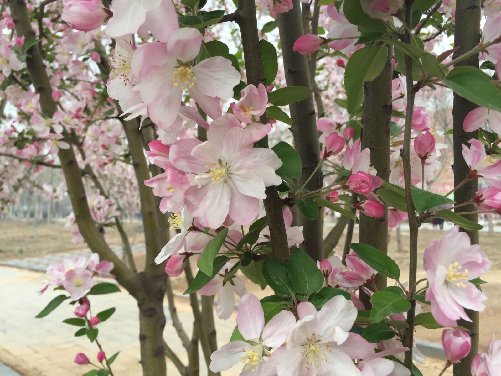 Apple iPhone 6 sample photo. Country, peach blossom, spring photography