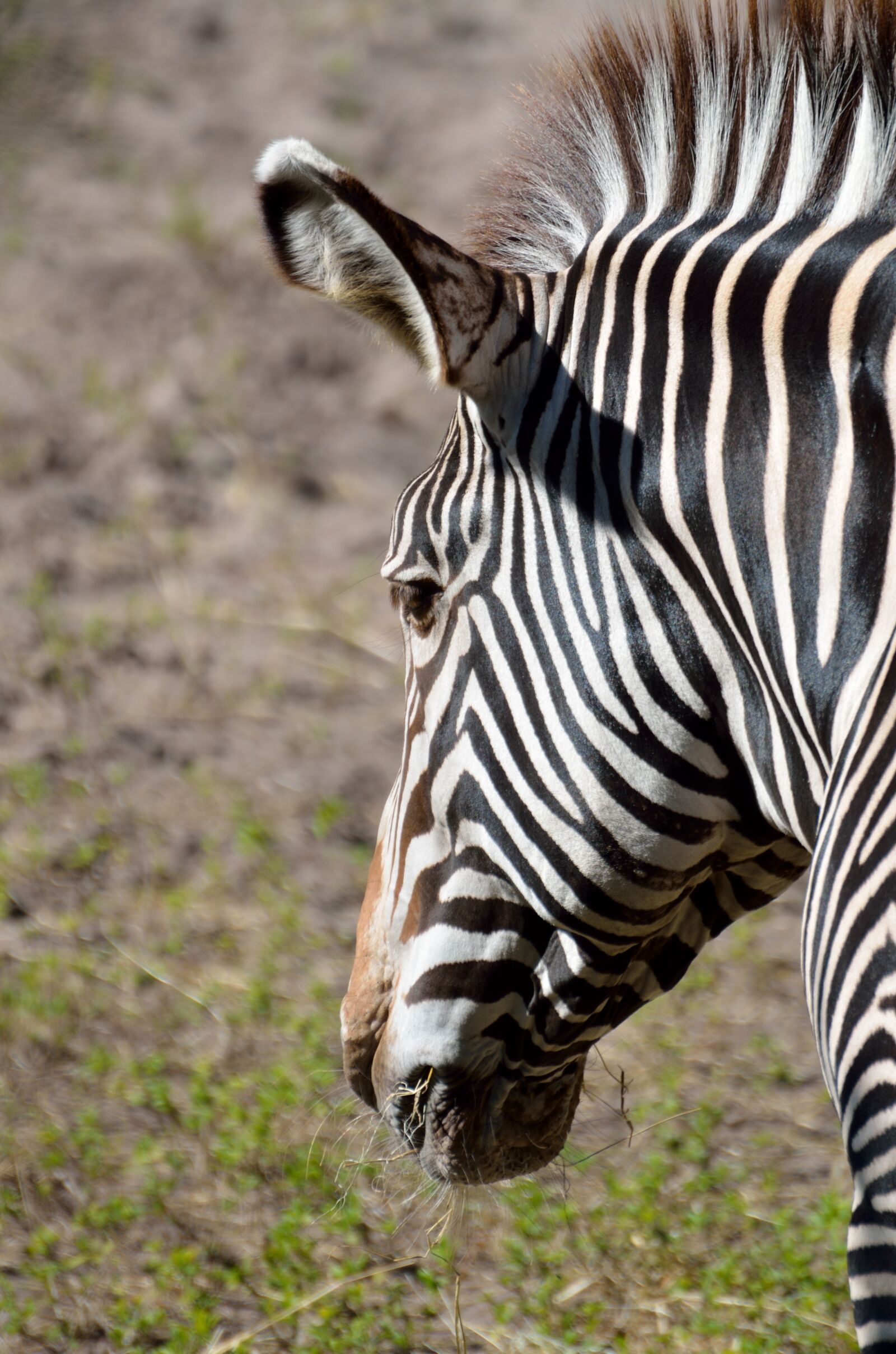 Nikon D7000 sample photo. Zebra, wildlife, animal photography