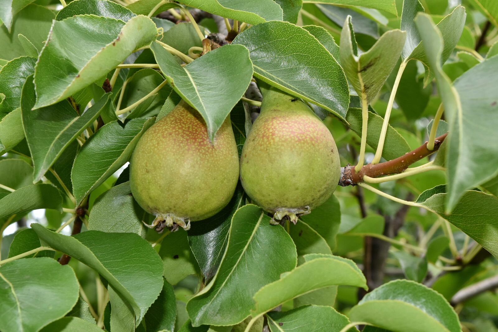 Nikon D5500 sample photo. Orchard, organic, pear, pears photography