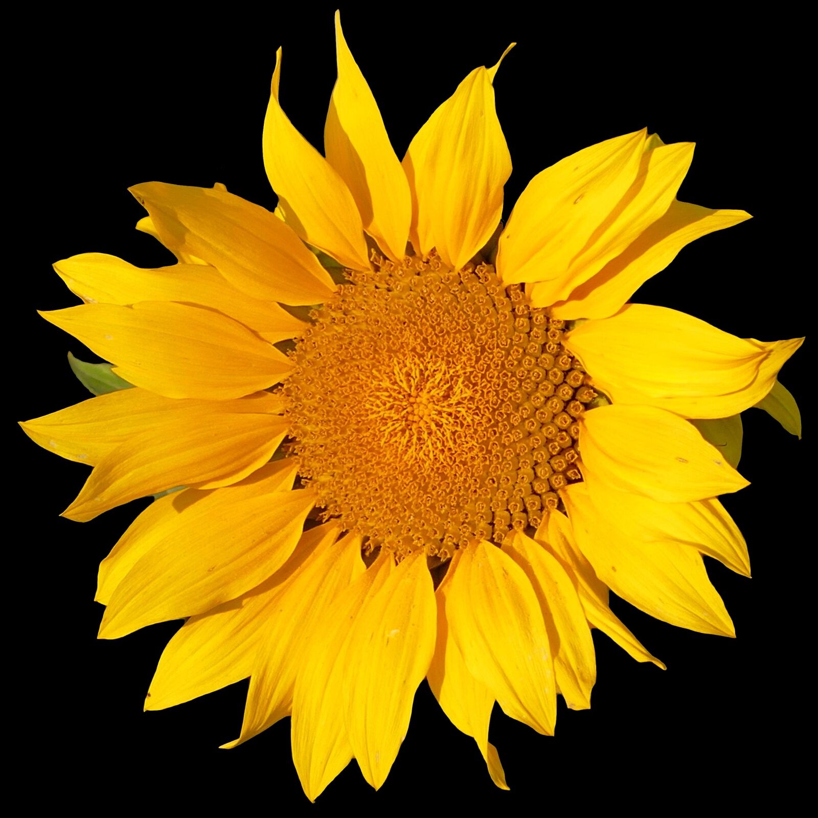 Panasonic Lumix DMC-FZ1000 sample photo. Sunflower, flower, yellow photography