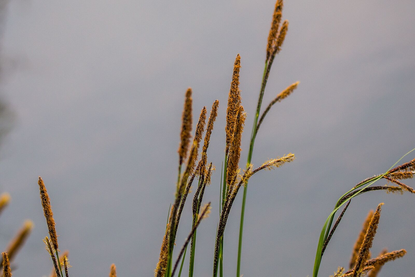 150-600mm F5-6.3 DG OS HSM | Contemporary 015 sample photo. Reed, lake, pond photography