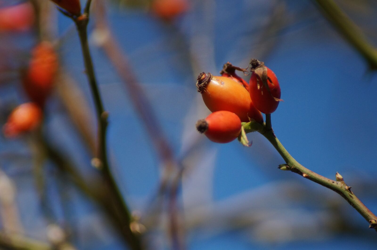 Sony SLT-A57 sample photo. Rose hip, non-toxic, nut photography