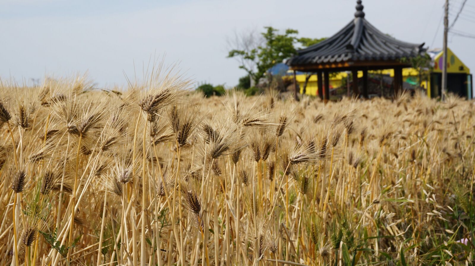 Sony Alpha NEX-5T sample photo. Reed, jeju island, pool photography