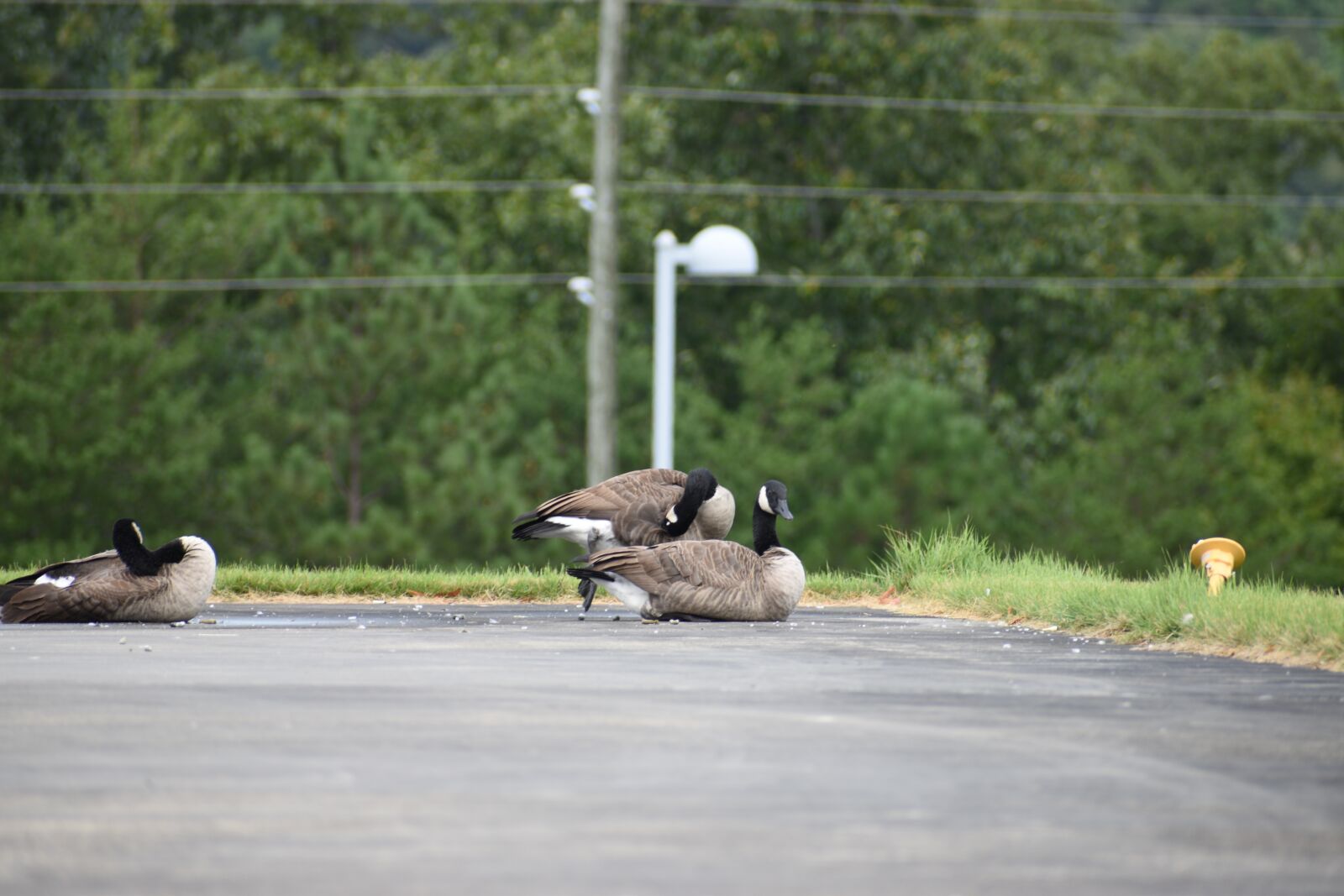 Nikon D3500 sample photo. Geese, birds, animals photography
