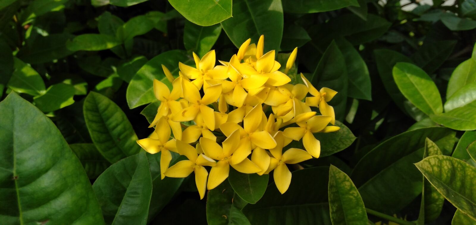 OPPO A3S sample photo. Flower, blossom, yellow photography